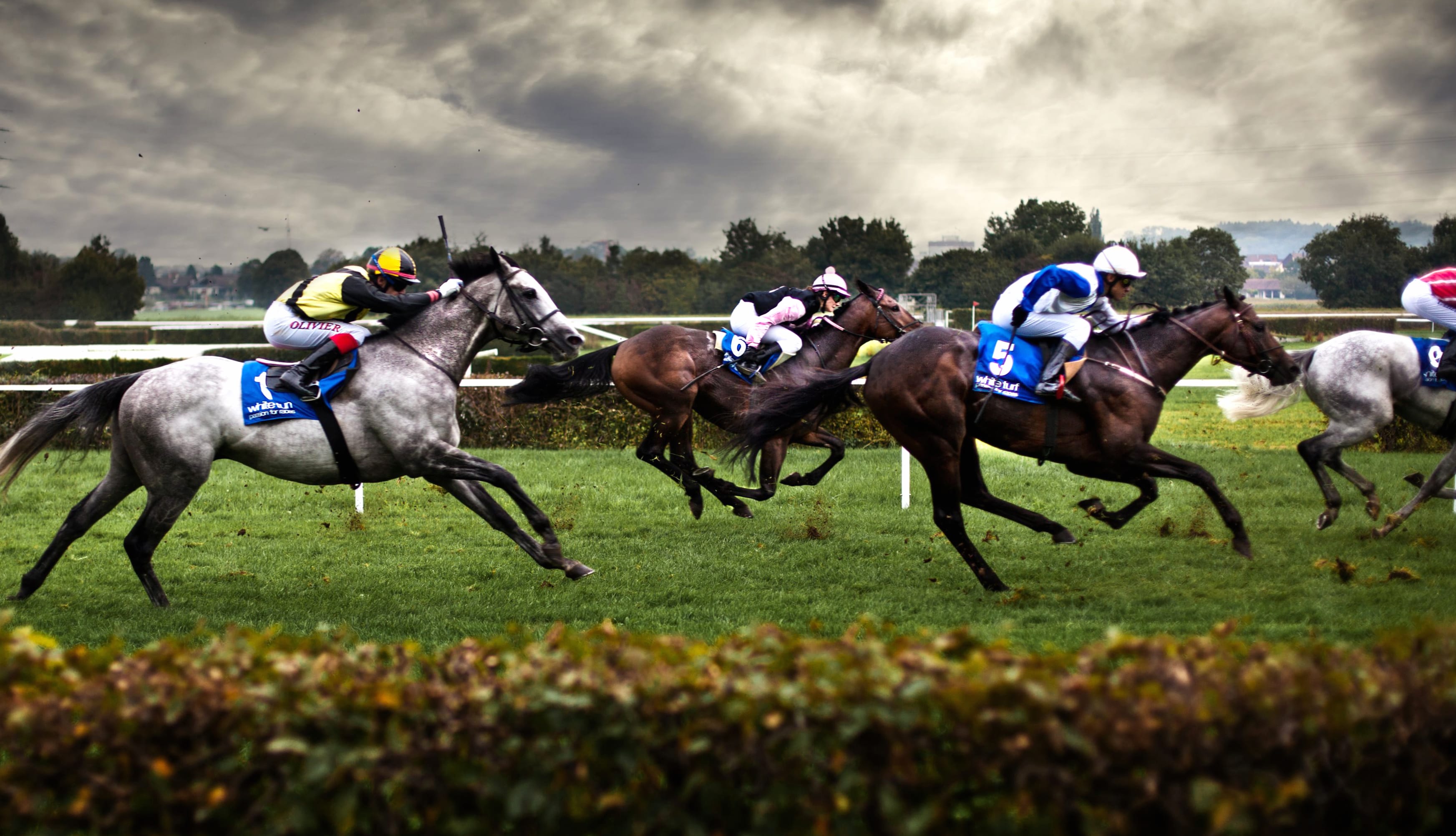 Horse Horse Racing Sports wallpapers HD quality