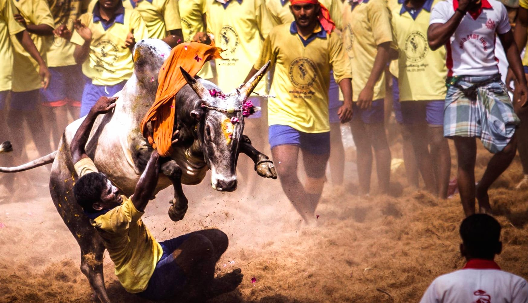 Jallikattu - Tamil Bull Sport at 750 x 1334 iPhone 6 size wallpapers HD quality