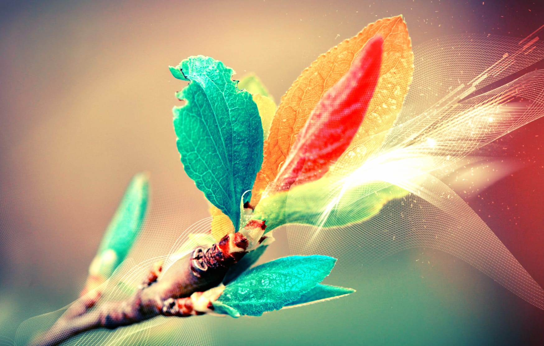 Leaf Photography Manipulation wallpapers HD quality