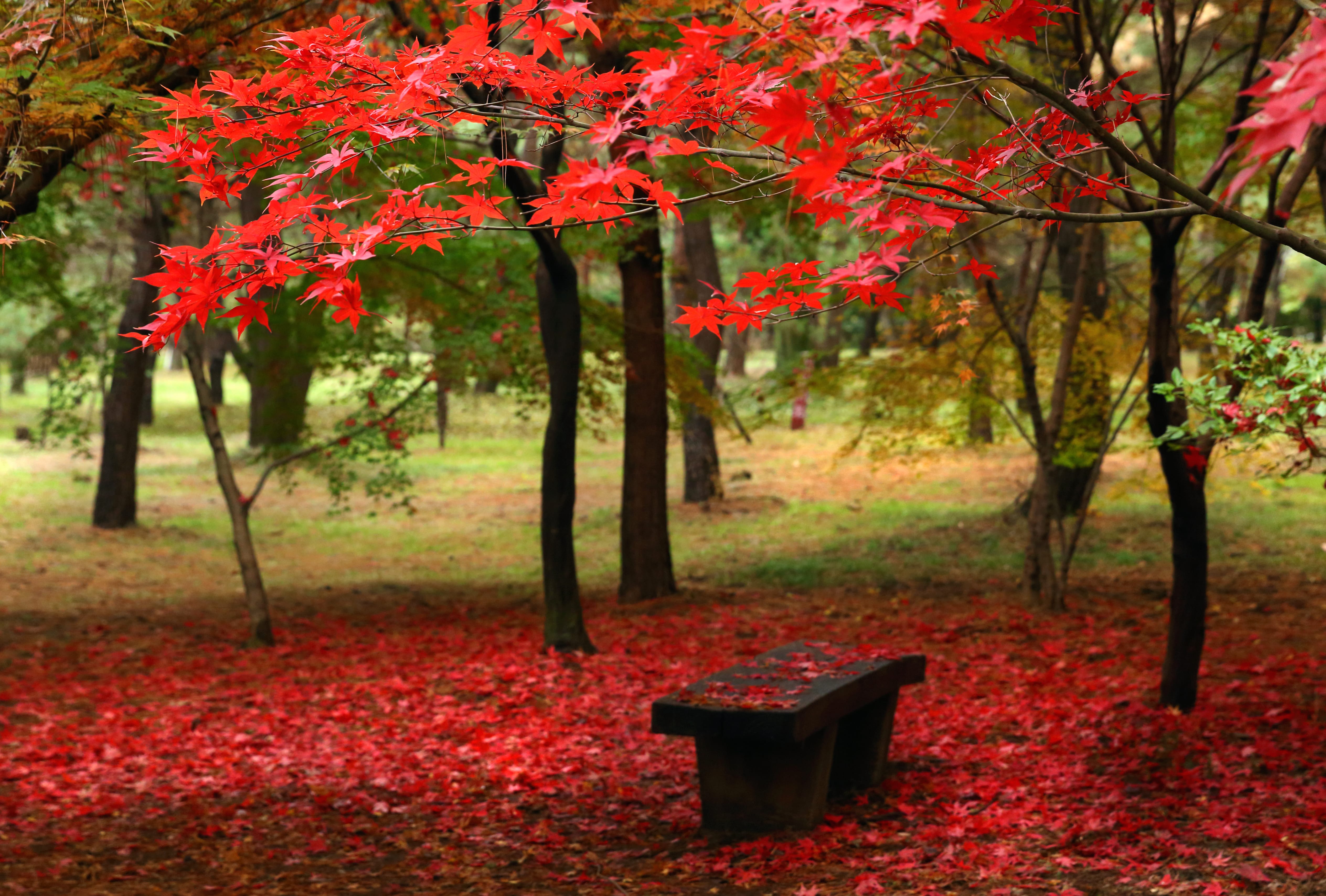 Leaf Tree Fall Bench Nature Photography Park wallpapers HD quality