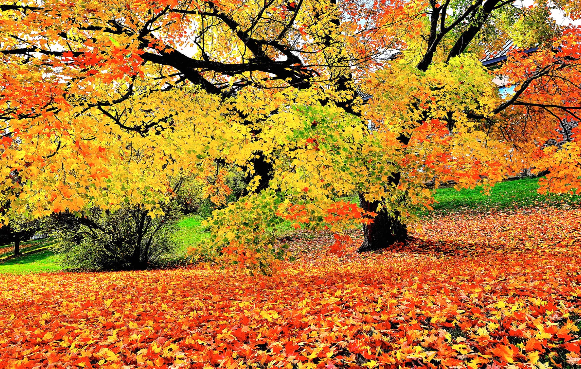 Leaf Tree Fall Photography Park wallpapers HD quality