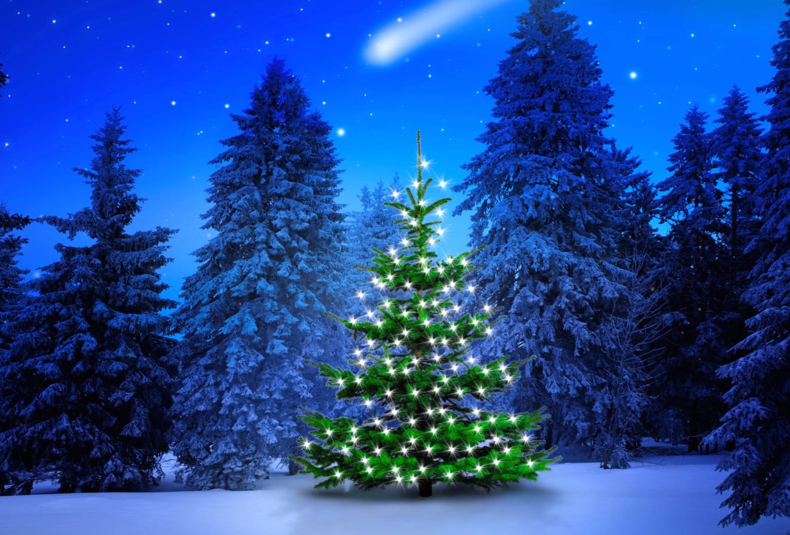 Light Winter Forest Christmas Tree Holiday Christmas Wallpaper wallpapers HD quality