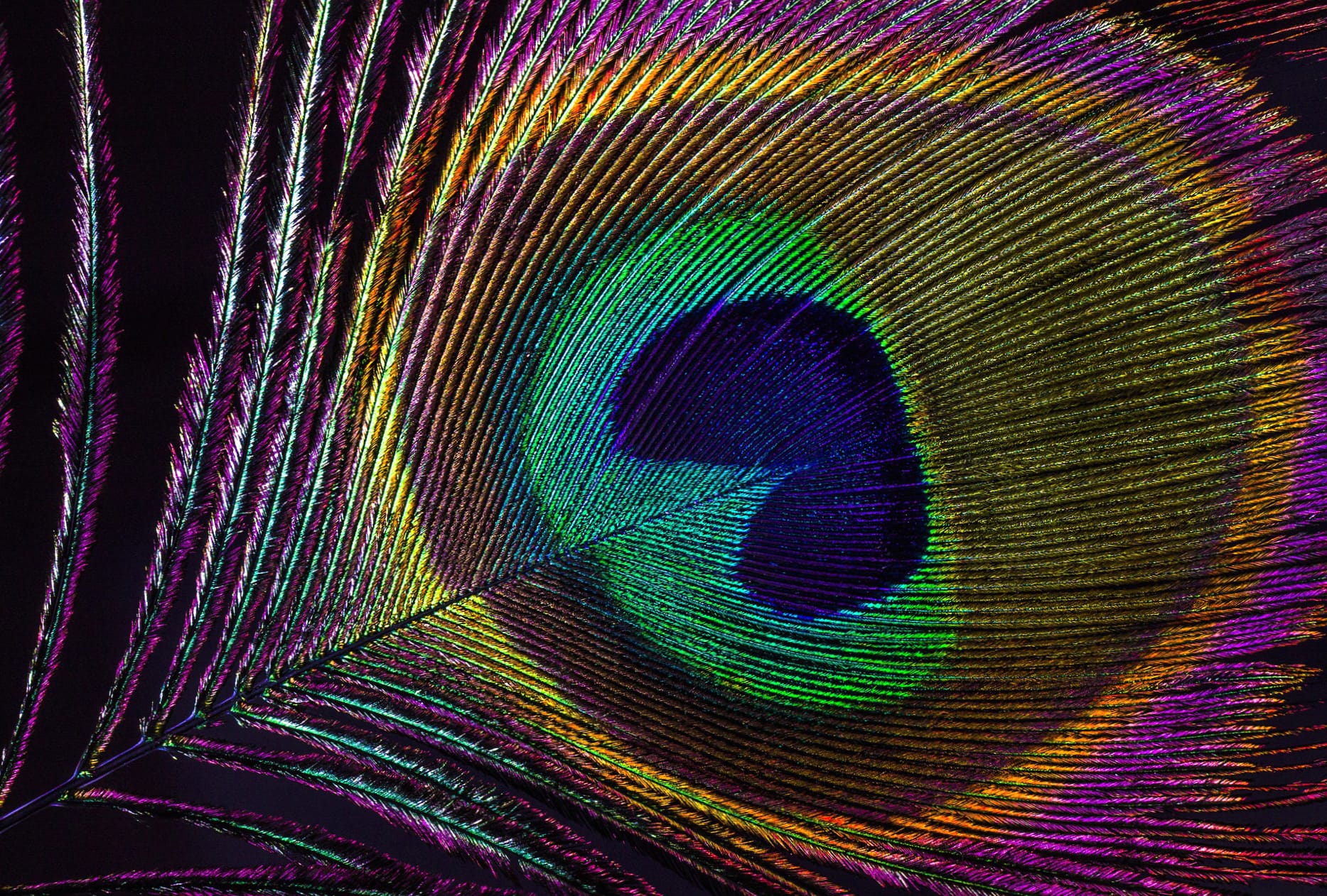 Macro Colors Photography Feather wallpapers HD quality