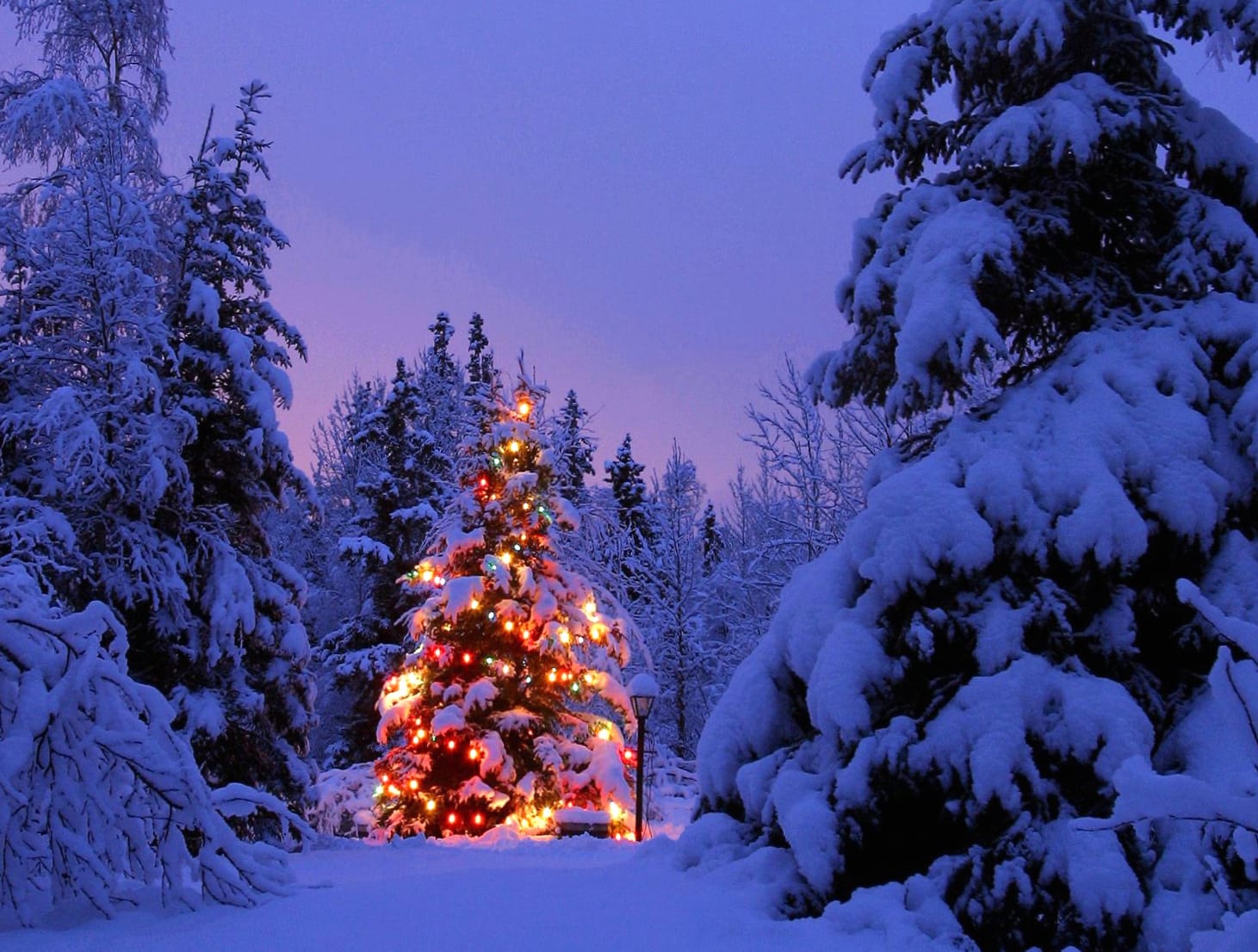 Magical Christmas Lights in a Winter Wonderland - wallpapers HD quality