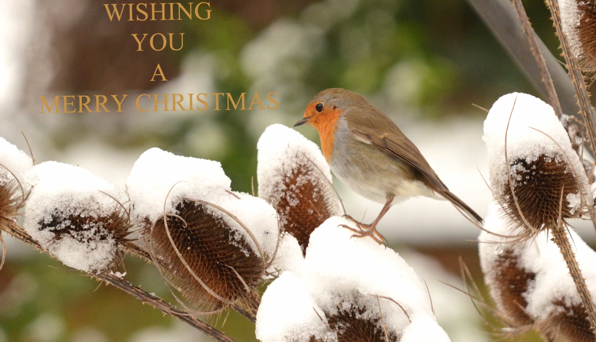 Merry Christmas Bird European Robin Holiday Christmas wallpapers HD quality