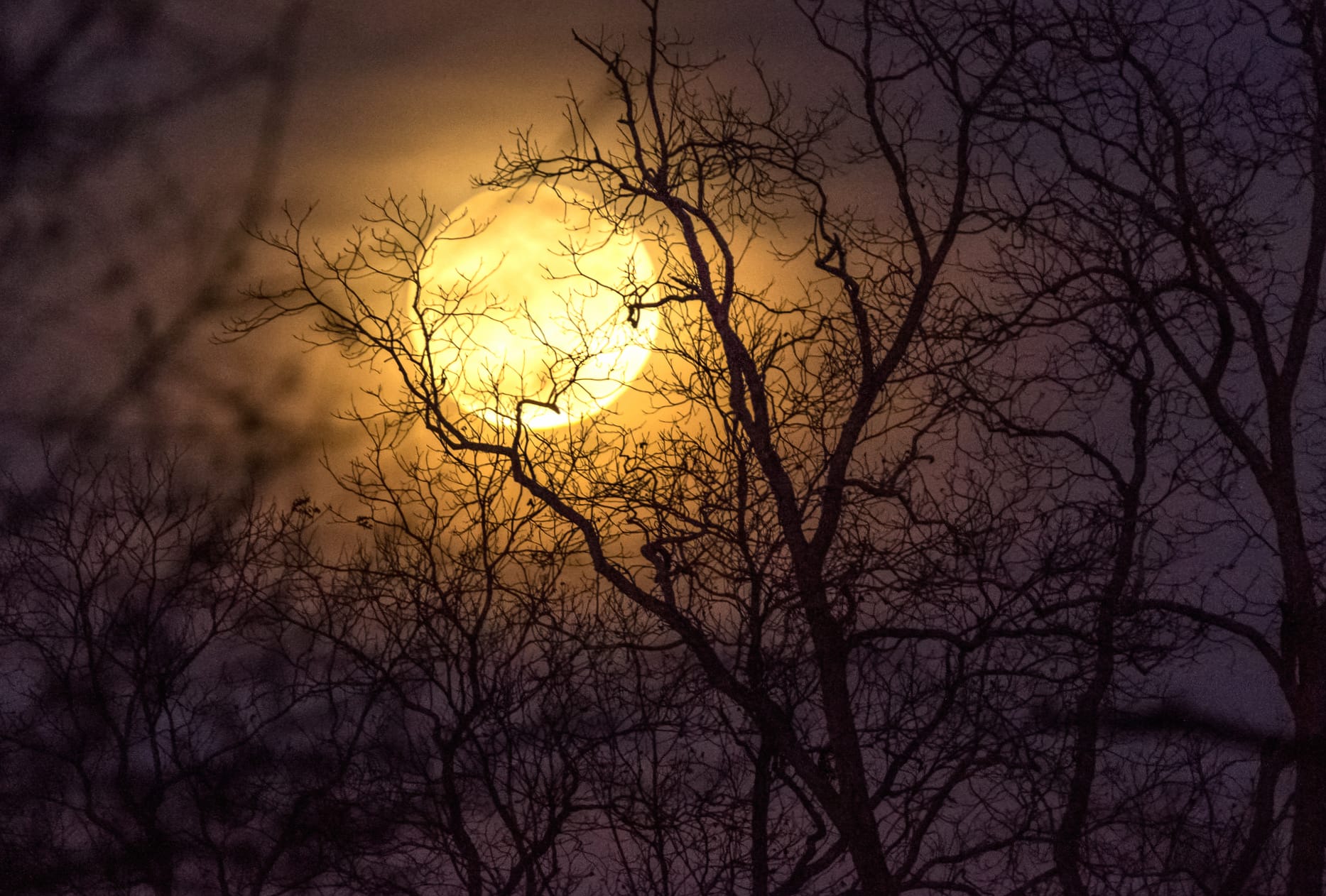 Moonlit Silhouette of Nature at Night wallpapers HD Moonlit Silhouette of Nature at Night wallpapers HD quality