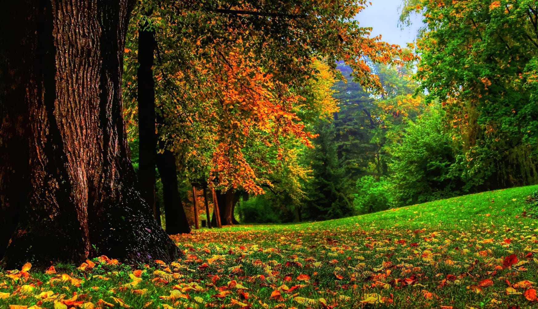 Nature Fall Tree Photography Park wallpapers HD quality