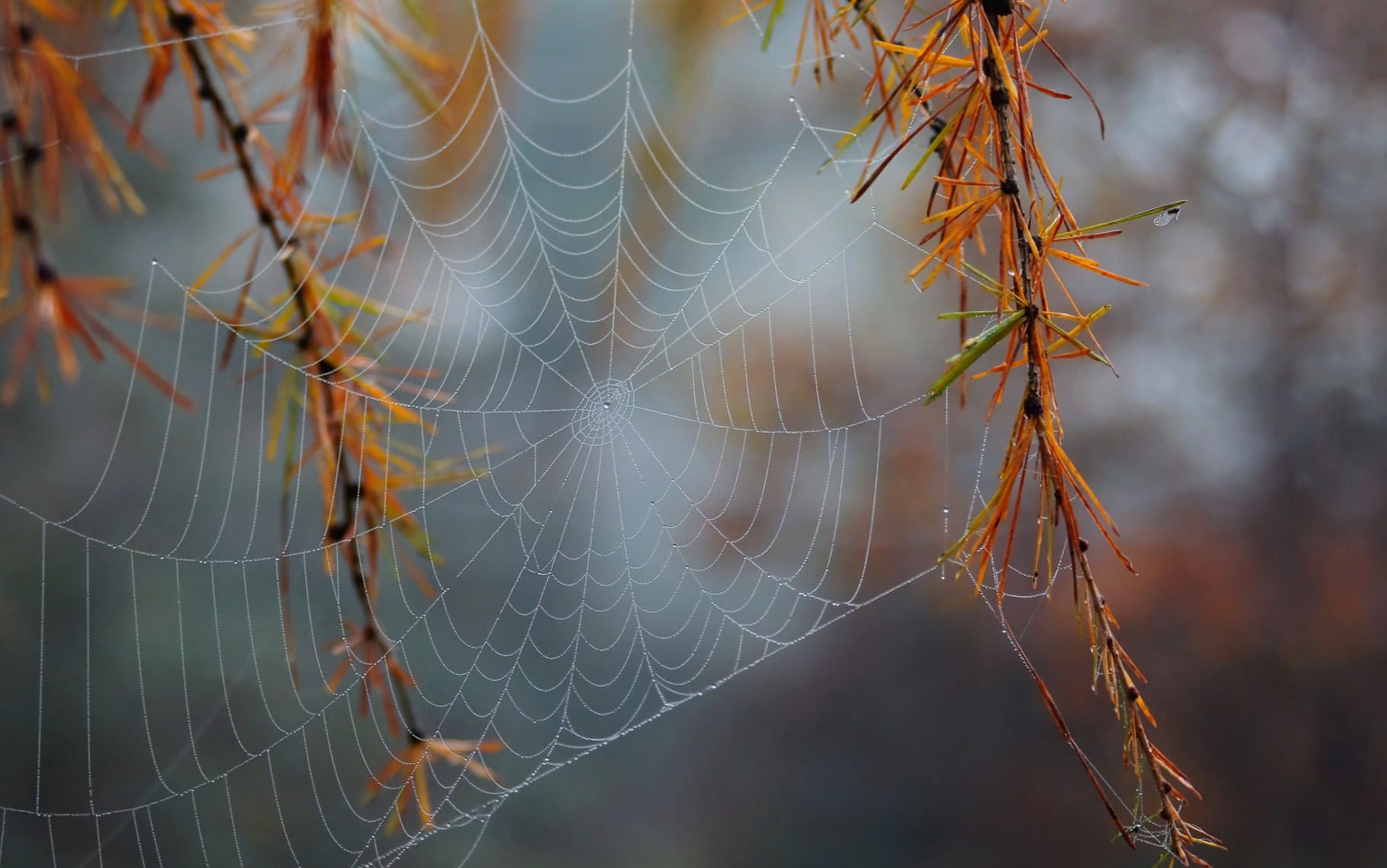 Nature Photography Spider Web wallpapers HD quality