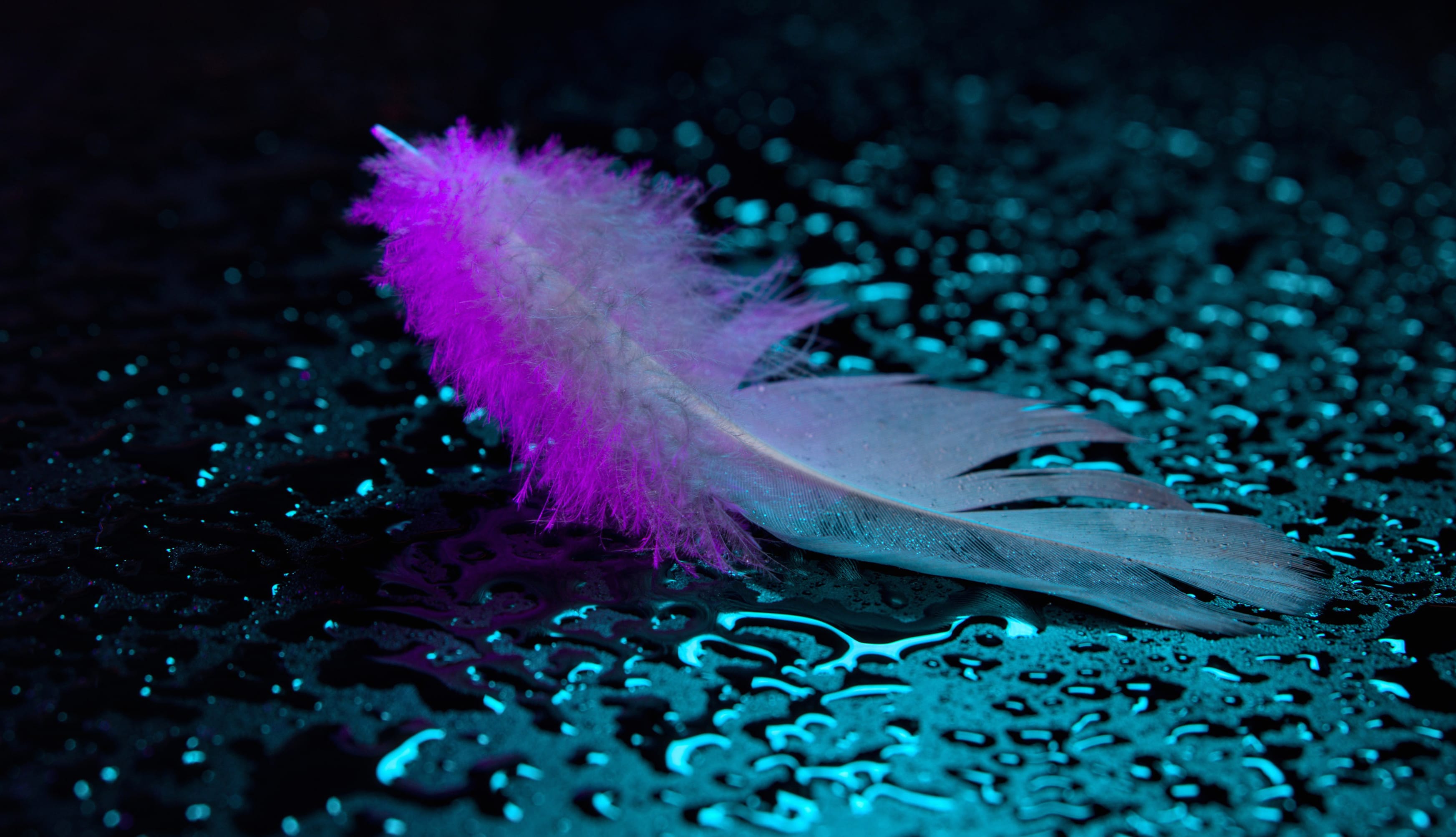 Neon light Feather wallpapers HD quality