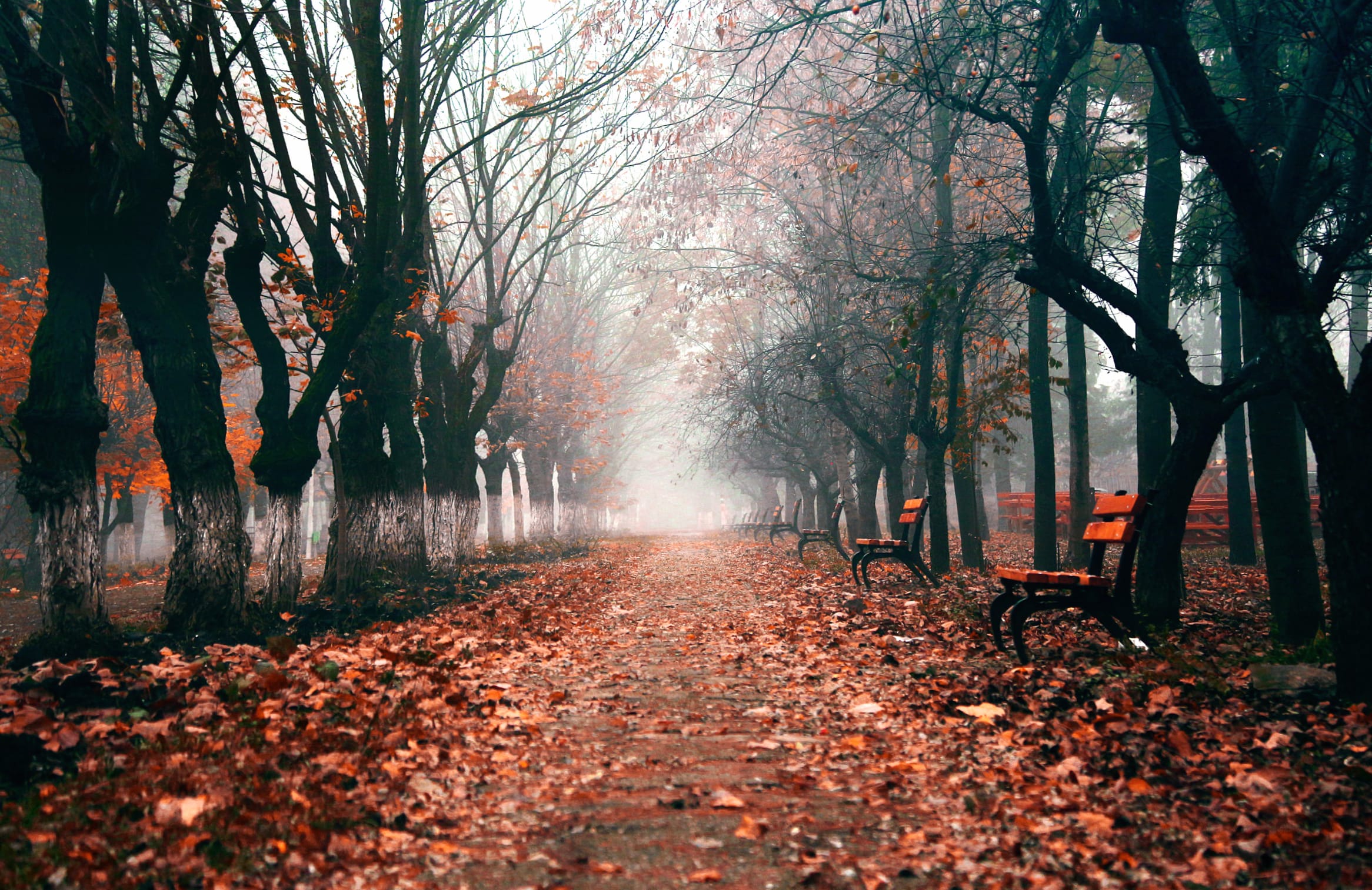 Path Bench Fog Tree Tree-lined Fall Photography Park at 320 x 480 iPhone size wallpapers HD quality