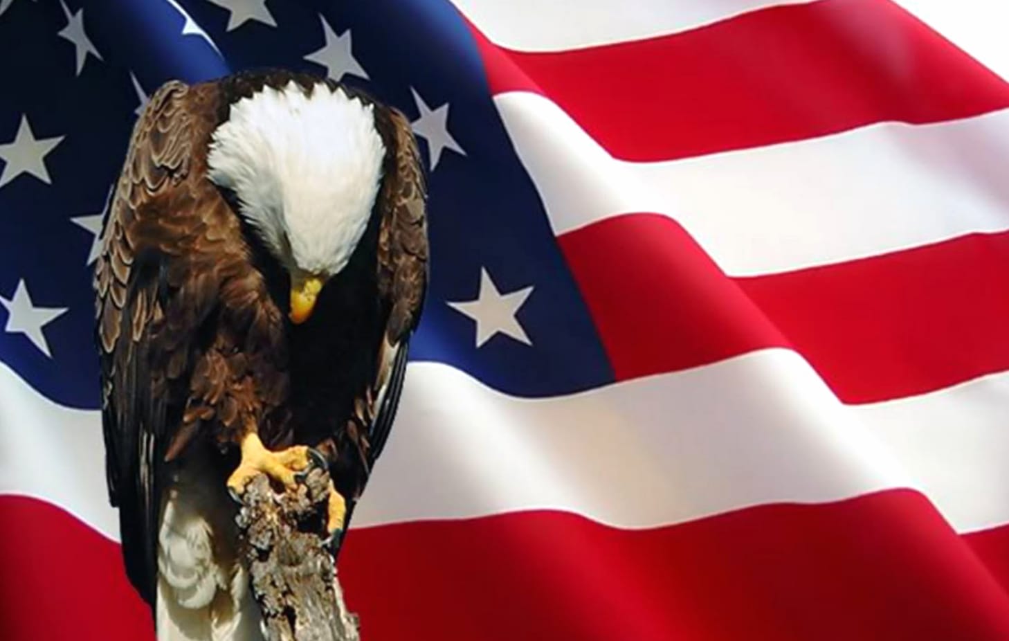 Patriotic Bald Eagle on American Flag wallpapers HD quality