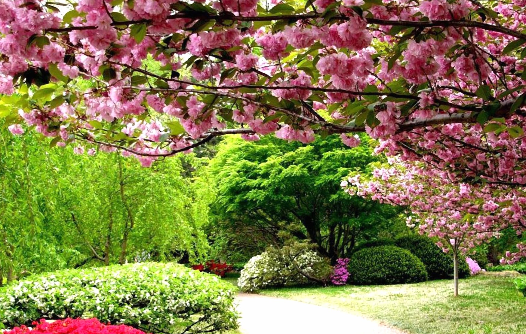 Pink Flower Blossom Tree Path Flower Spring Photography Park at 1024 x 1024 iPad size wallpapers HD quality