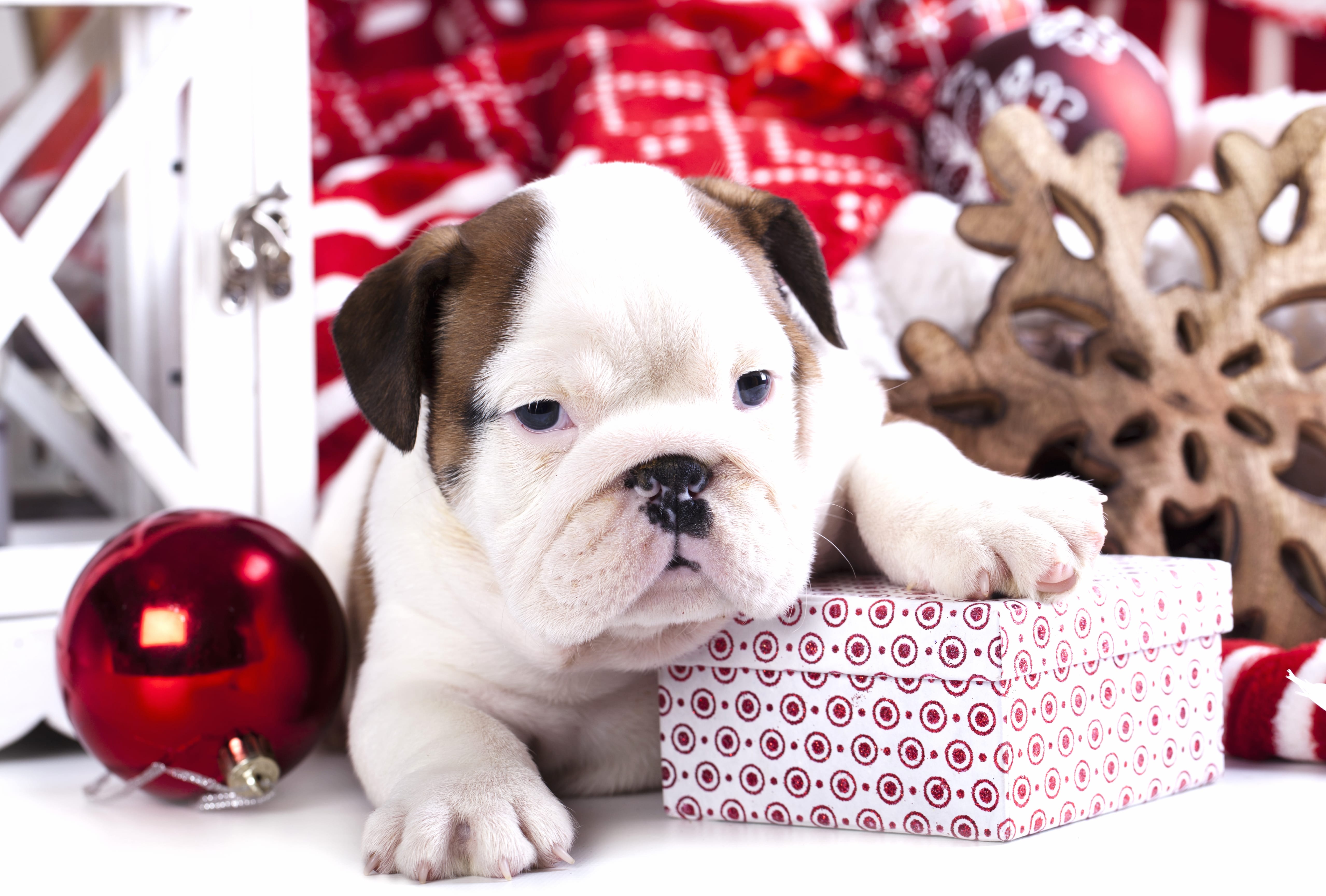 Puppy Gift Dog Christmas Ornaments Holiday Christmas wallpapers HD quality