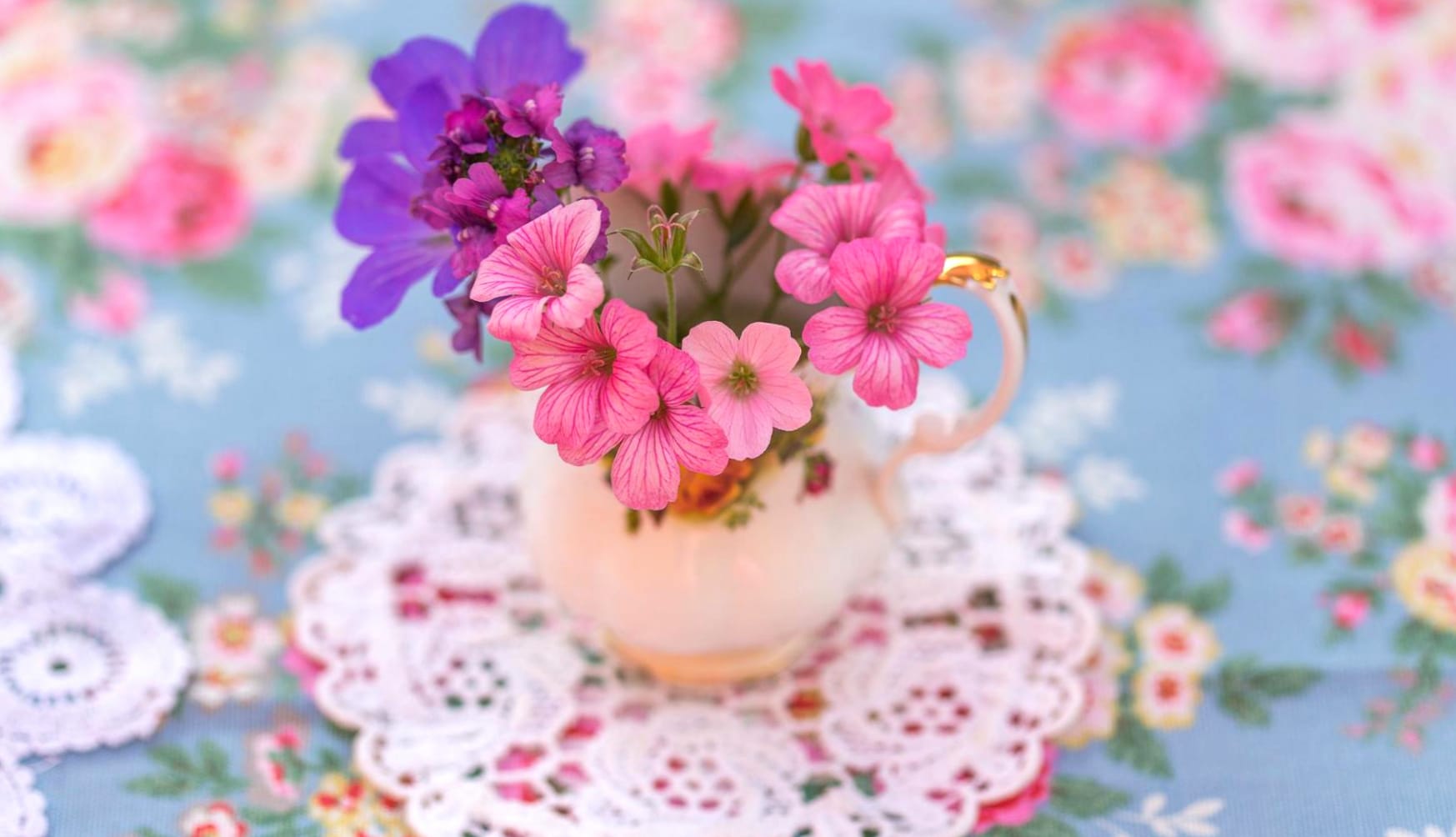 Purple Flower Pink Flower Cup Flower Photography Still Life wallpapers HD quality