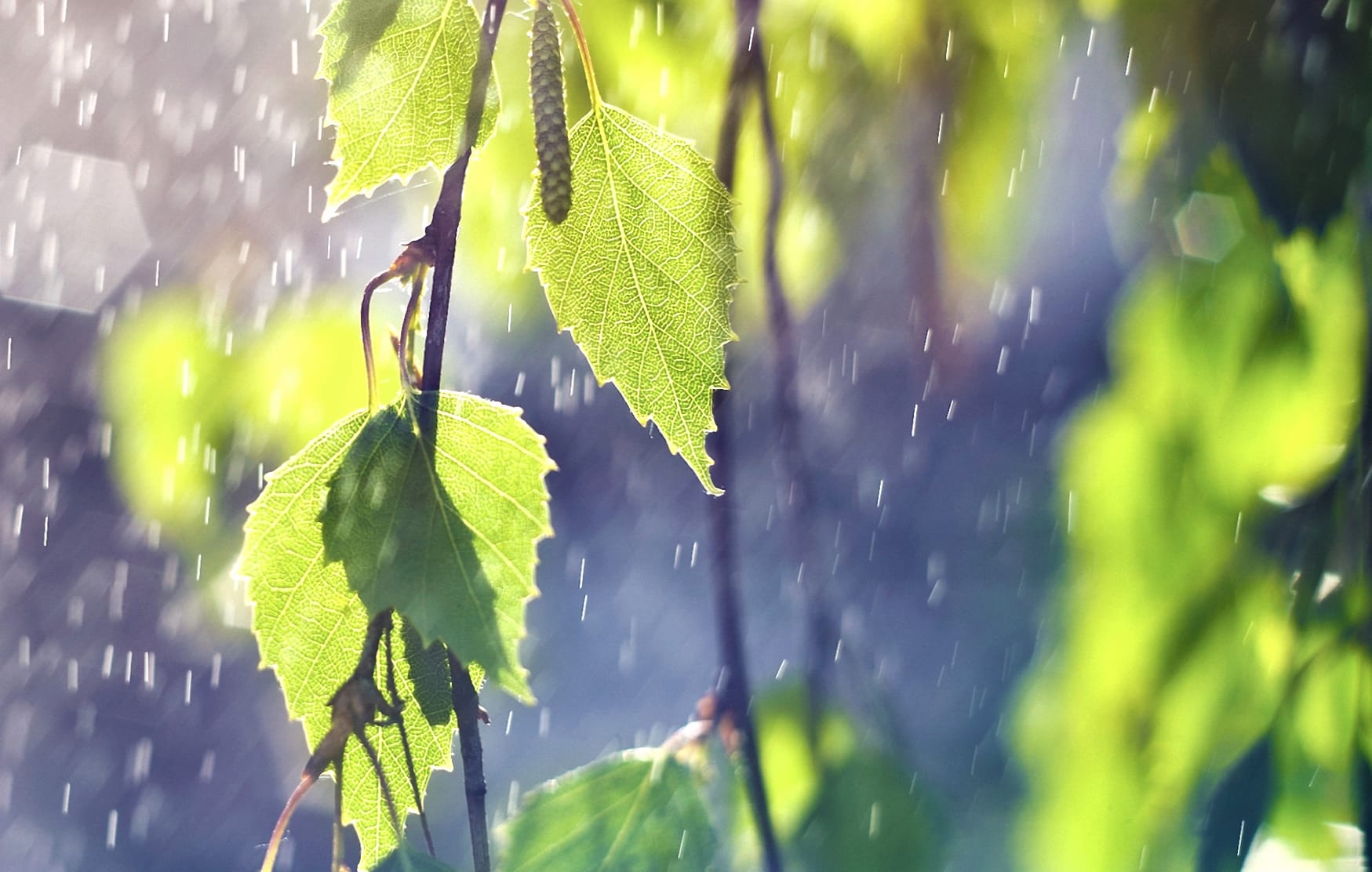 Raindrops & Green Leaves An Experience at 2048 x 2048 iPad size wallpapers HD quality