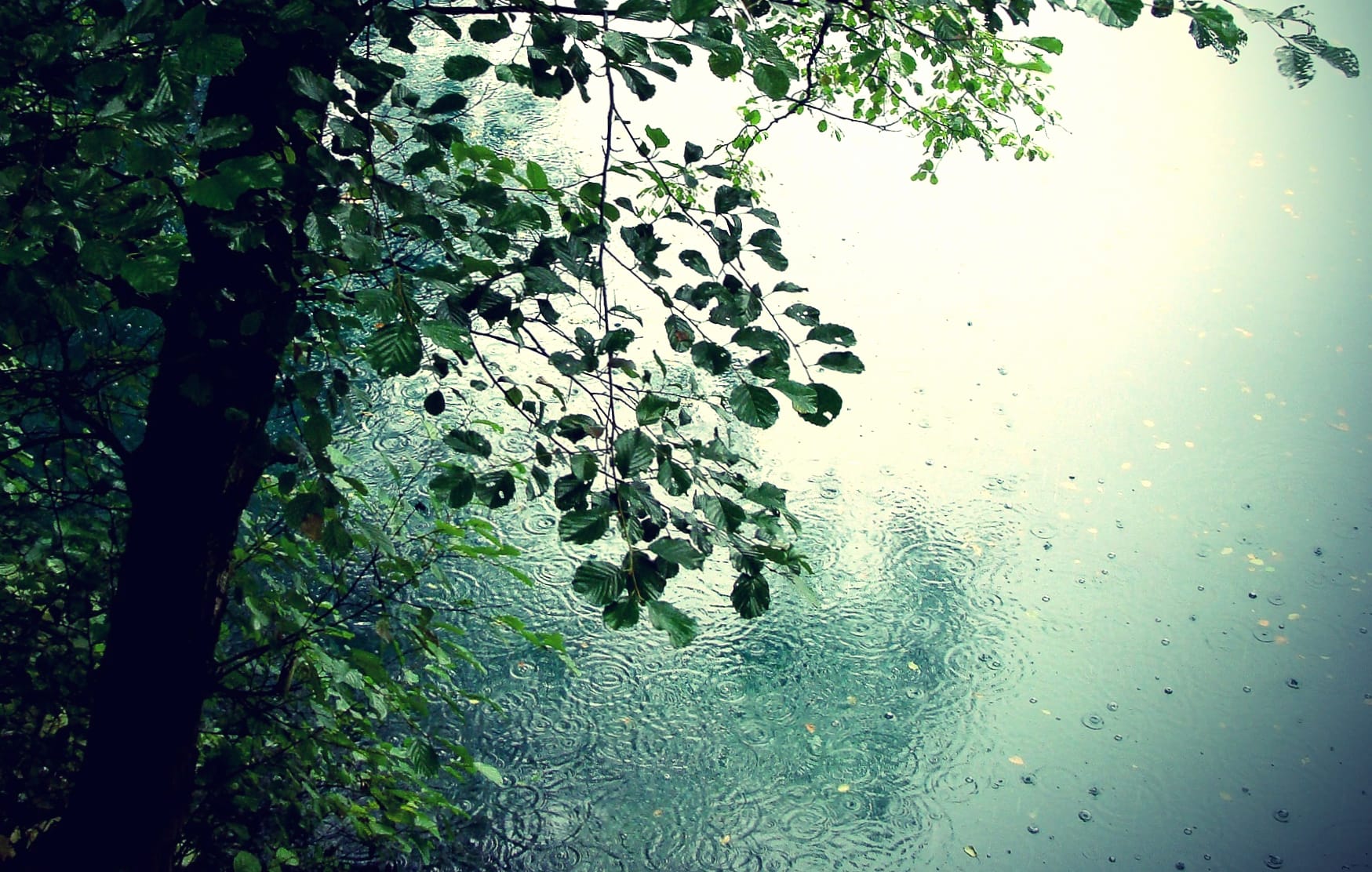 Rainy Tree wallpapers HD quality