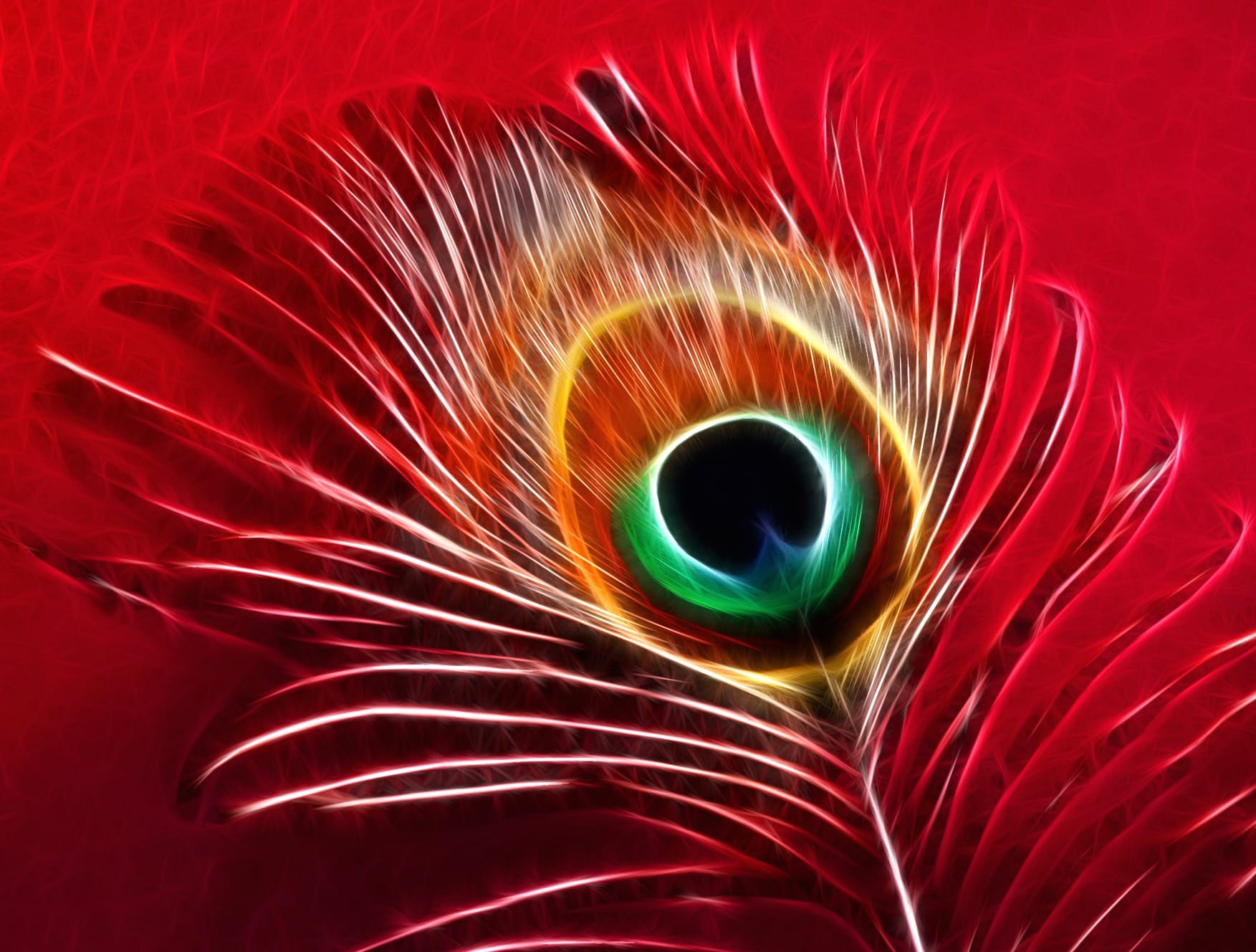 Red Colorful Photography Feather wallpapers HD quality