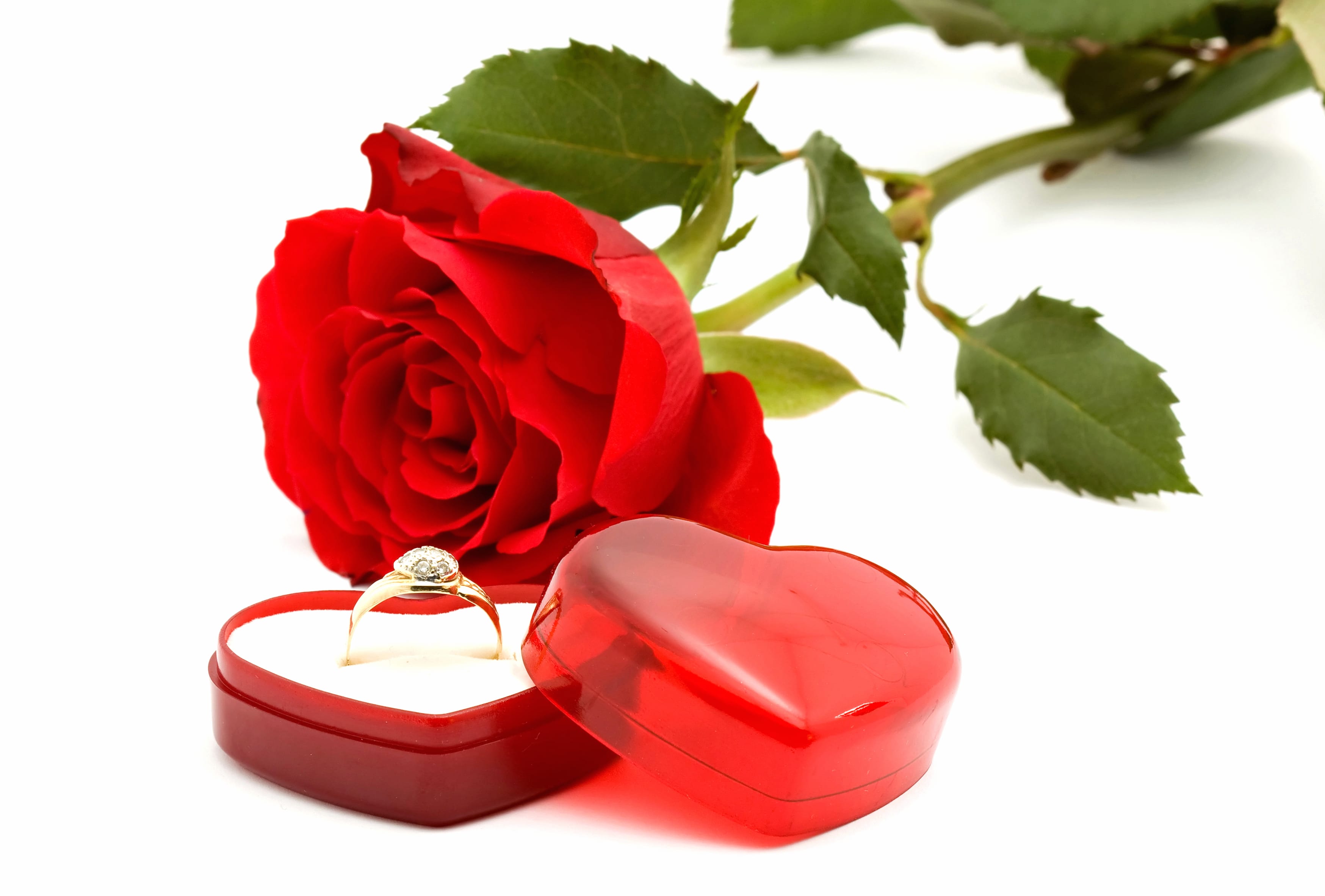 Red Rose Ring Rose Photography Love wallpapers HD quality