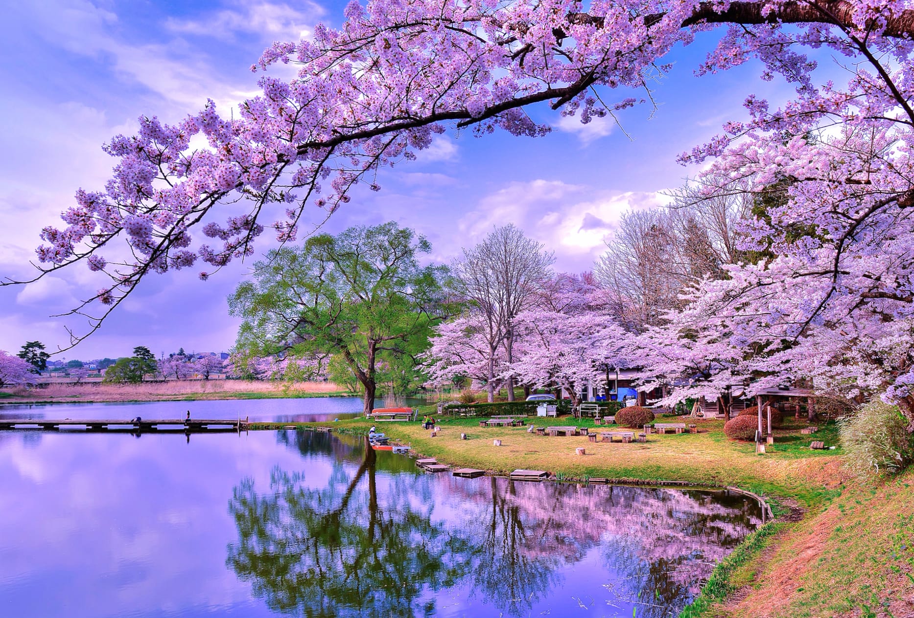 Reflection Blossom Tree Earth Photography Lake wallpapers HD quality