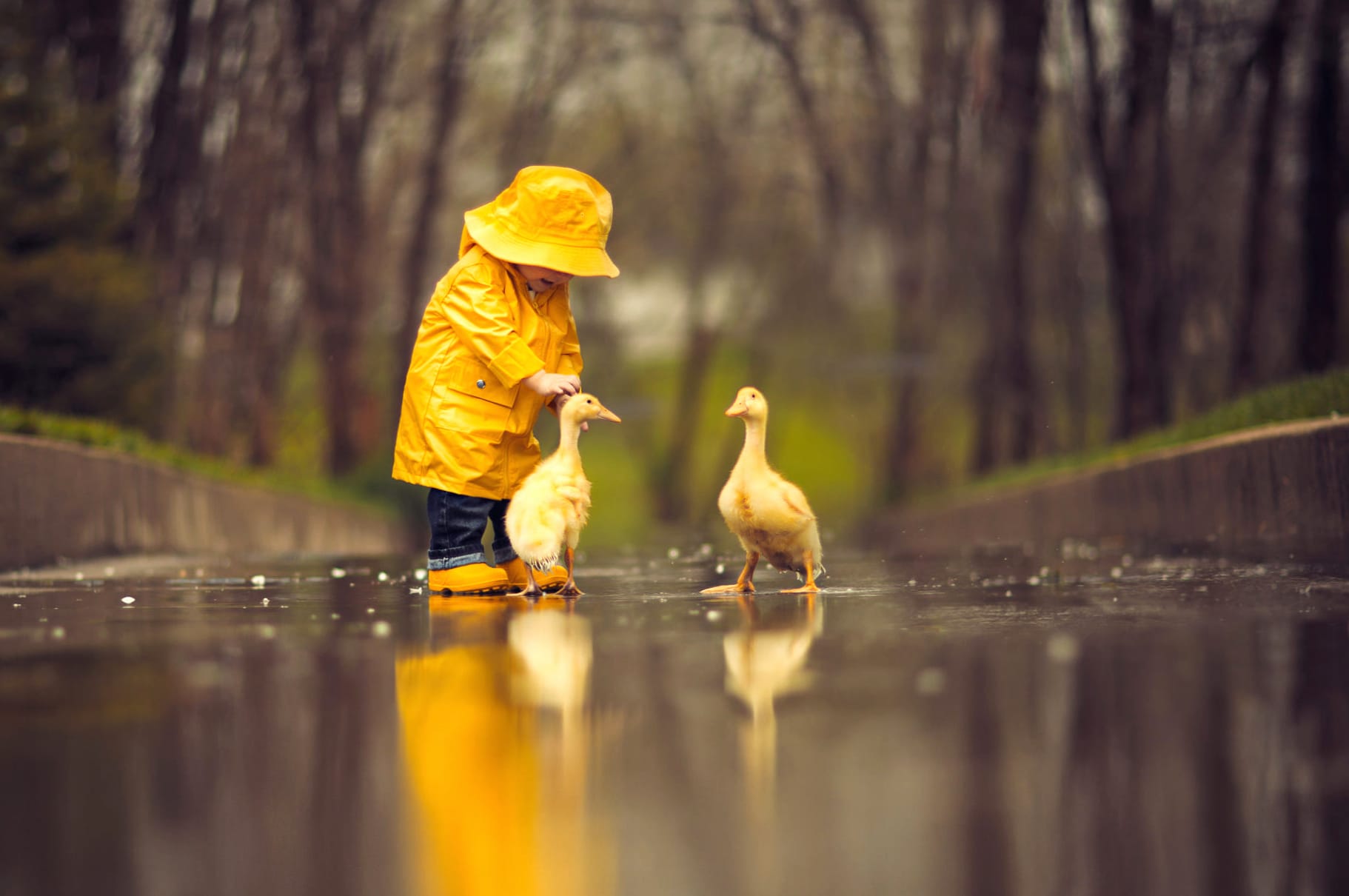 Reflection Cute Goose Raincoat Little Boy Photography Child at 2560 x 1440 HD size wallpapers HD quality