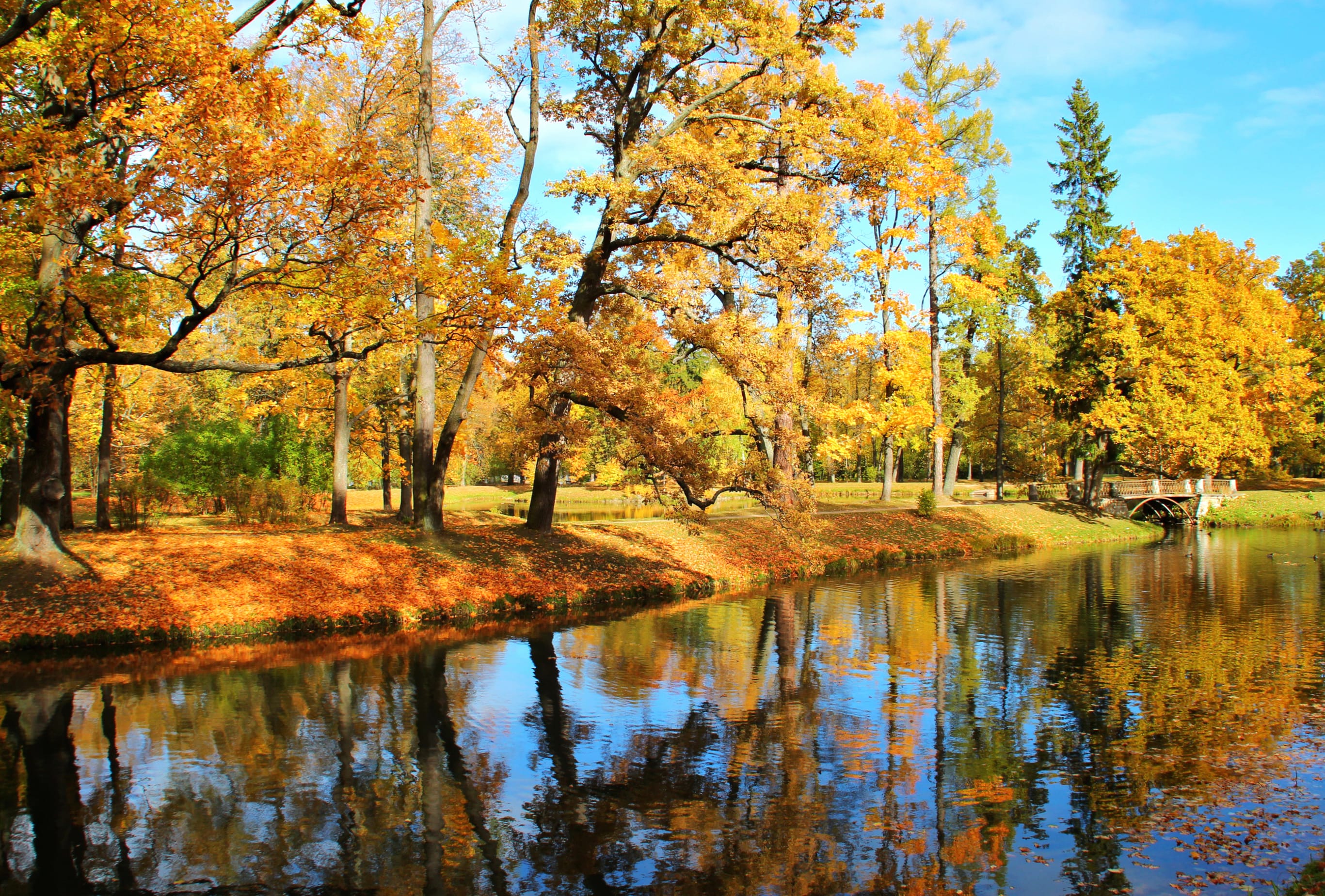 Reflection Fall Tree Lake Nature Photography Park at 2048 x 2048 iPad size wallpapers HD quality