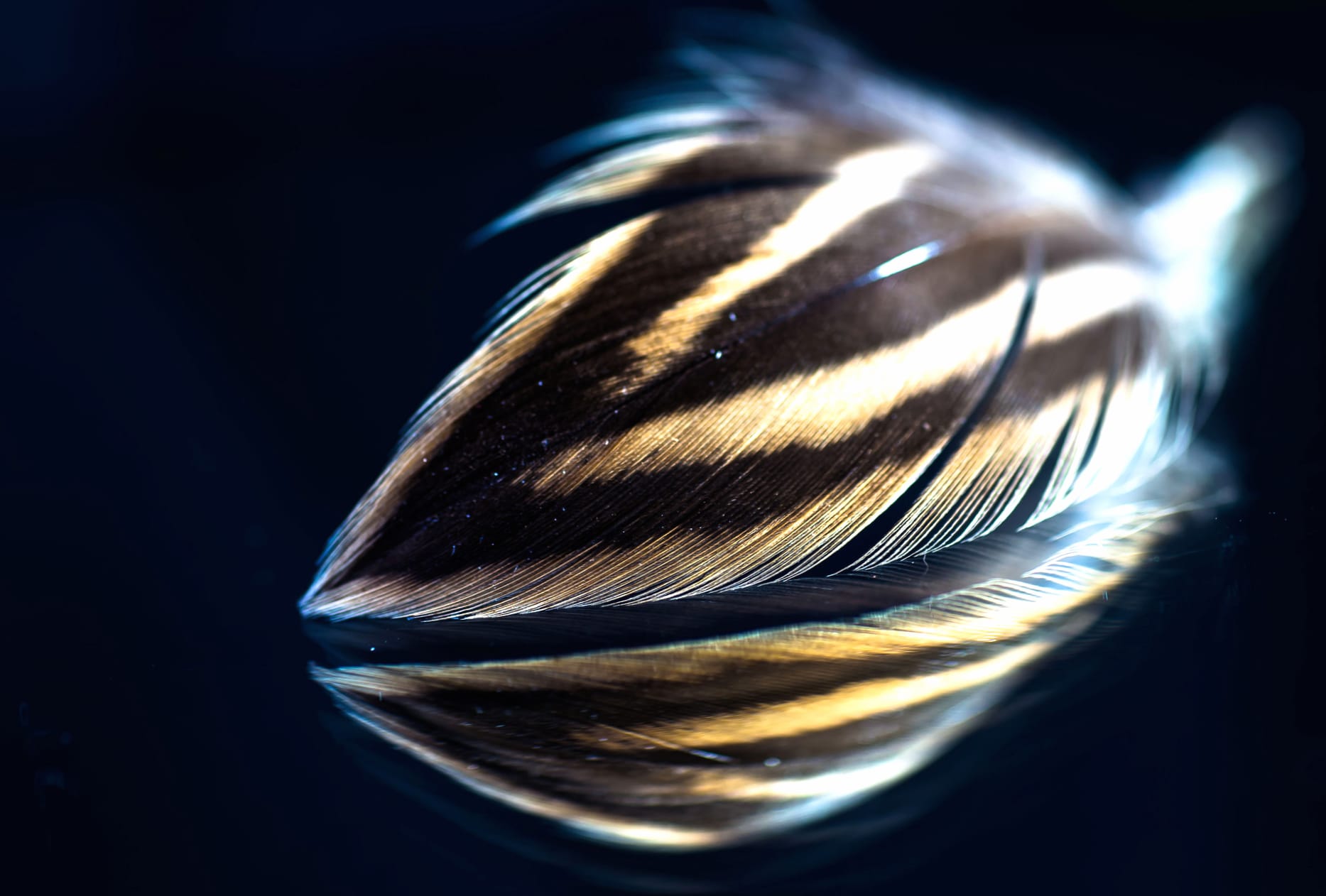 Reflection Photography Feather at 750 x 1334 iPhone 6 size wallpapers HD quality