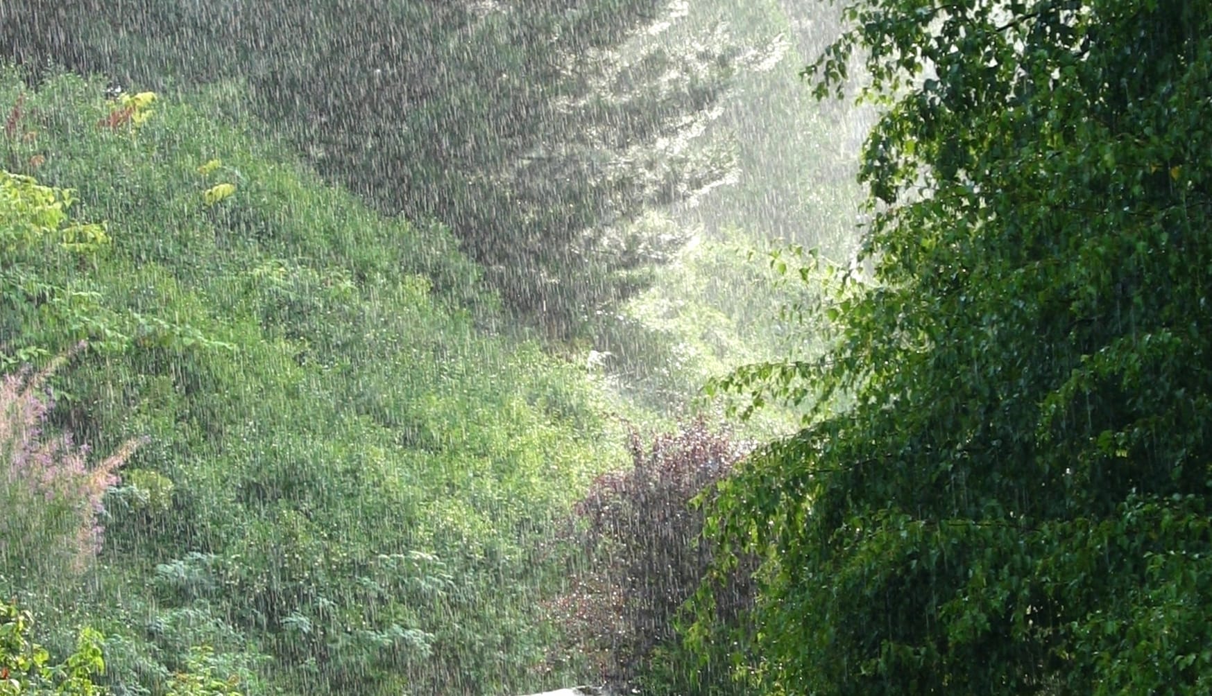 Refreshing Rain A Tranquil Tree Scene in wallpapers HD quality