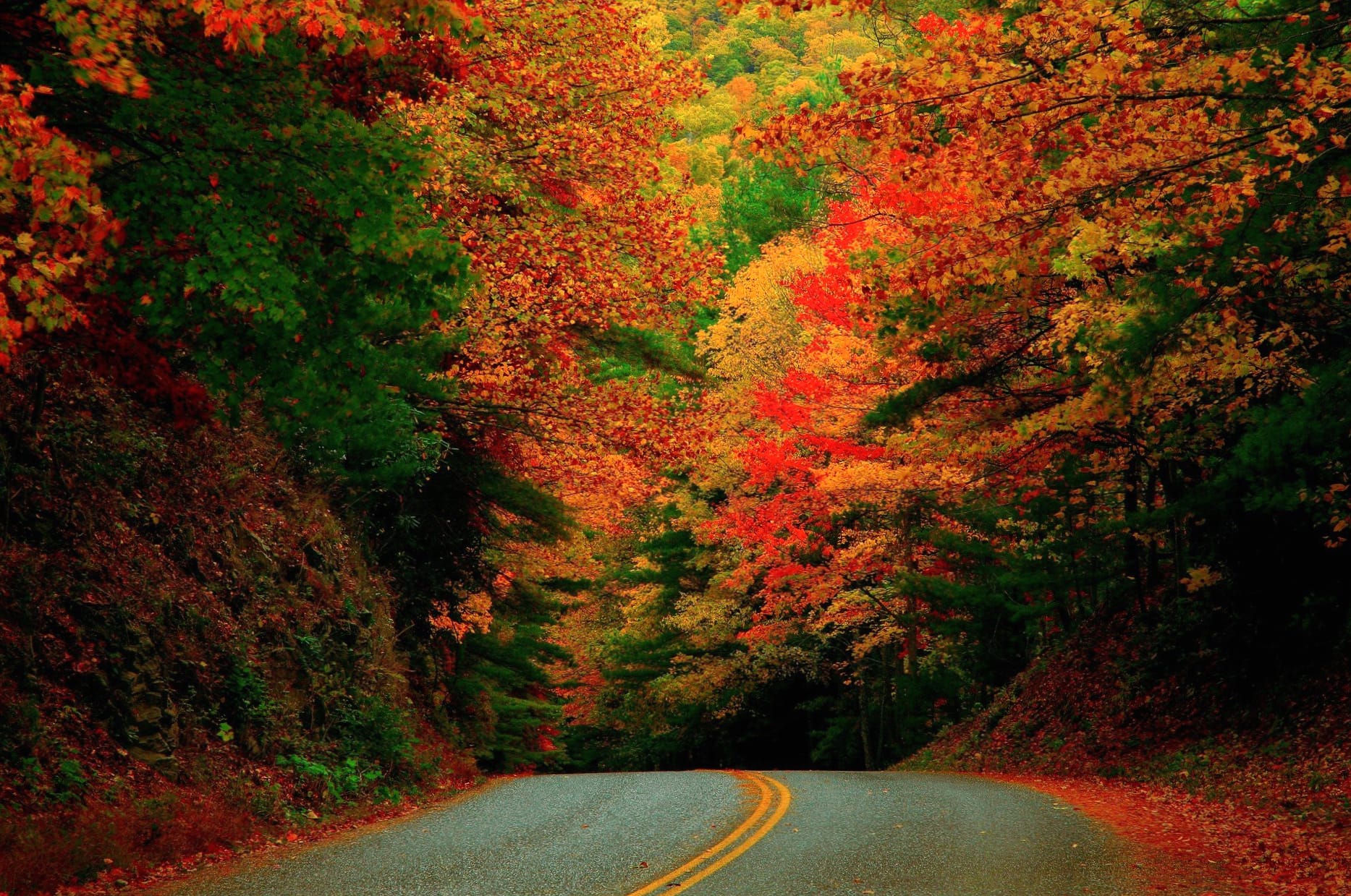 Road Colors Tree Photography Fall wallpapers HD quality