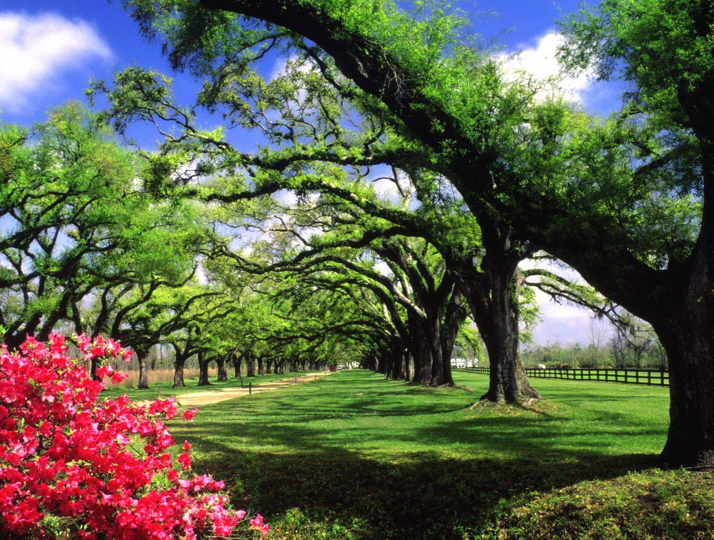 Road Flower Green Tree Spring Photography Park Wallpaper wallpapers HD quality