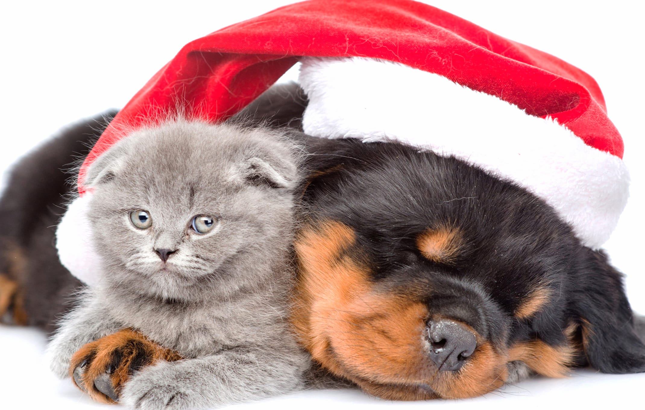 Santa Hat Cute Kitten Puppy Christmas Holiday Animal Cat & Dog at 1152 x 864 size wallpapers HD quality