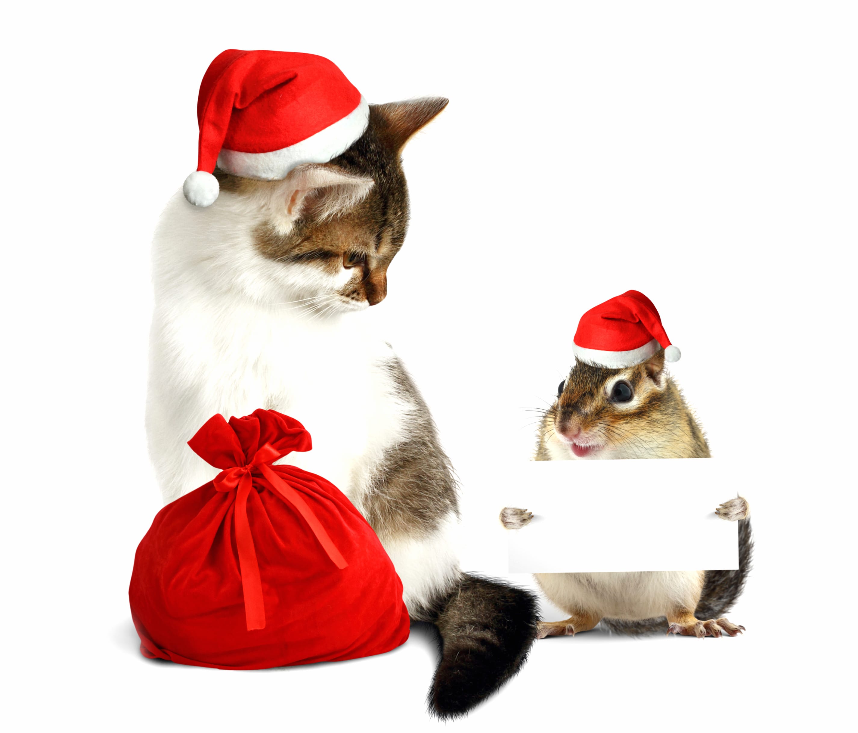 Santa Hat Hamster Cat Holiday Christmas wallpapers HD quality