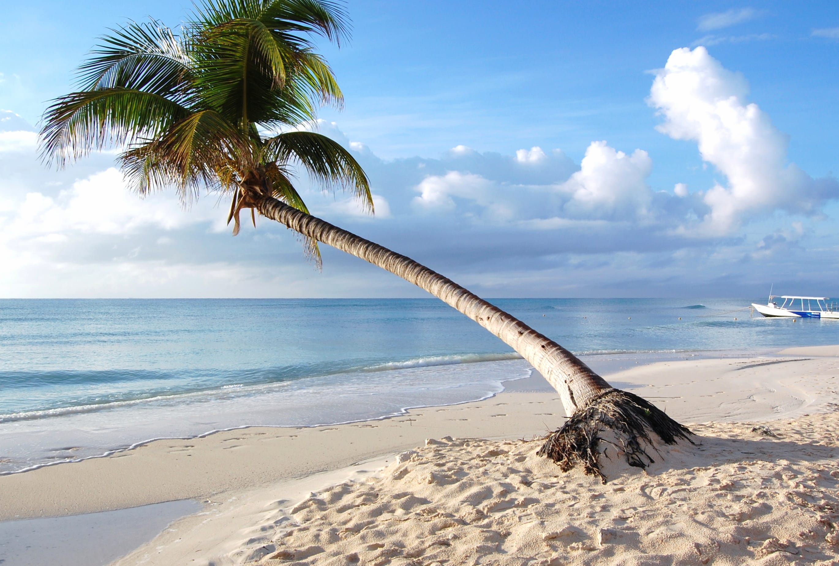 Serene Beach Escape of Tranquil Shores and Palm Trees at 750 x 1334 iPhone 6 size wallpapers HD quality