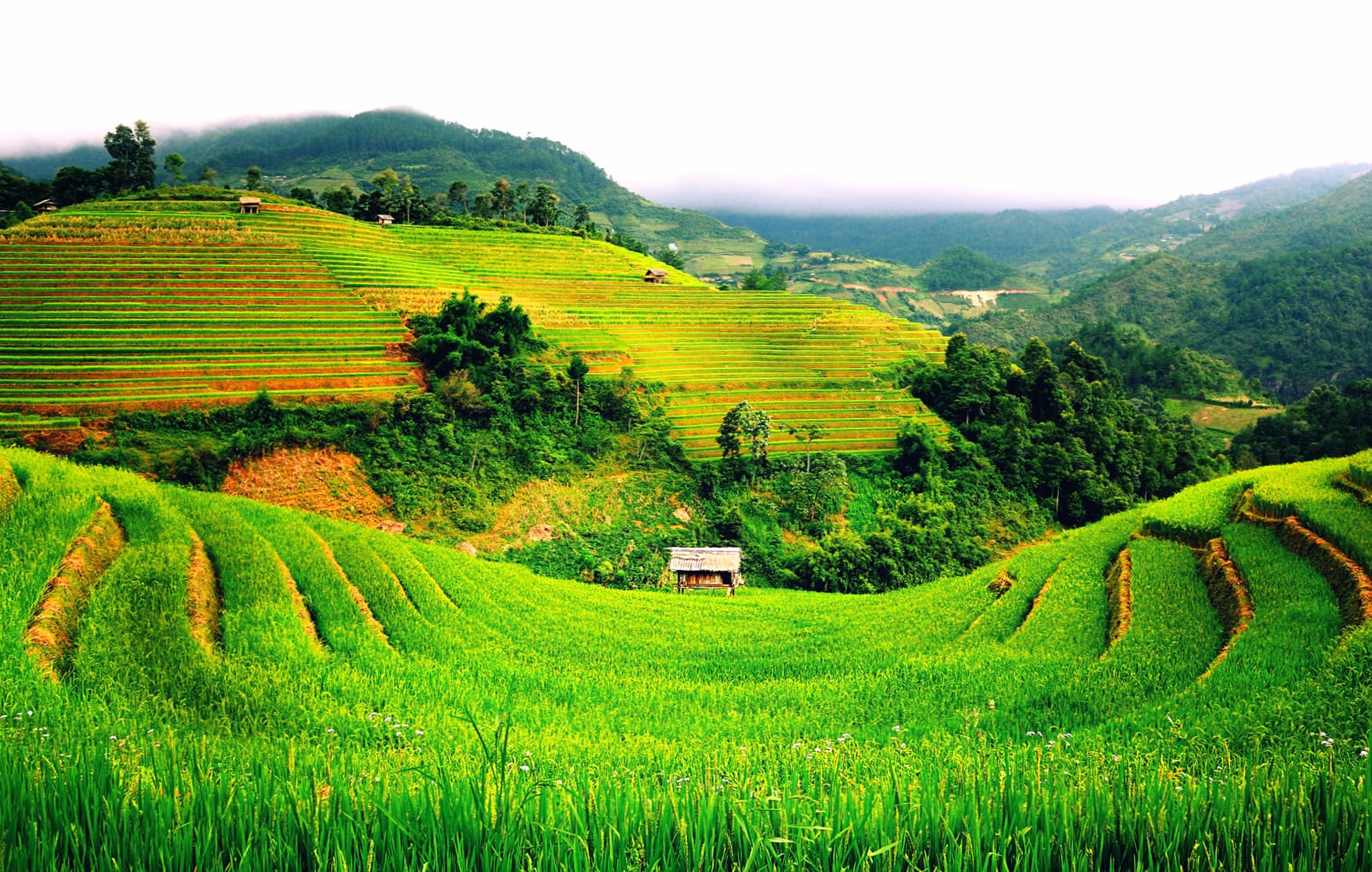 Serene Green Hills of Vietnam A Stunning wallpapers HD quality