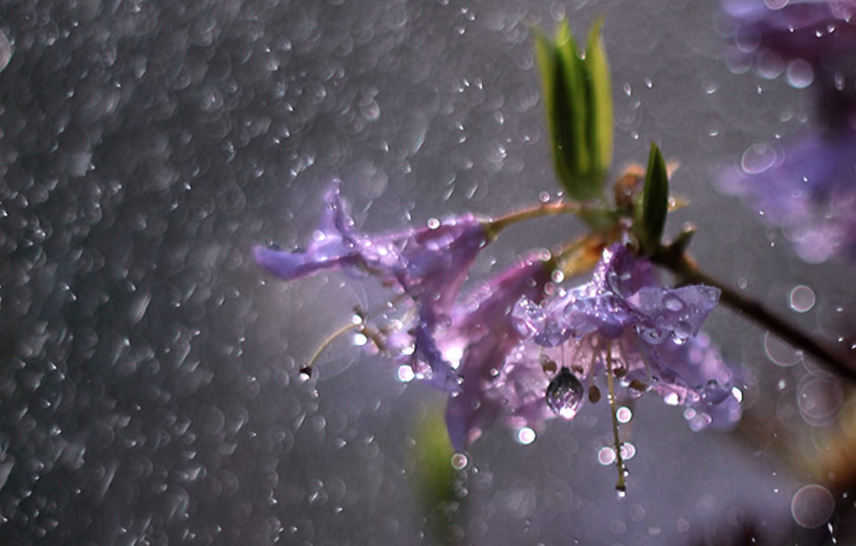 Serene Rain-Kissed Blossoms wallpapers HD quality