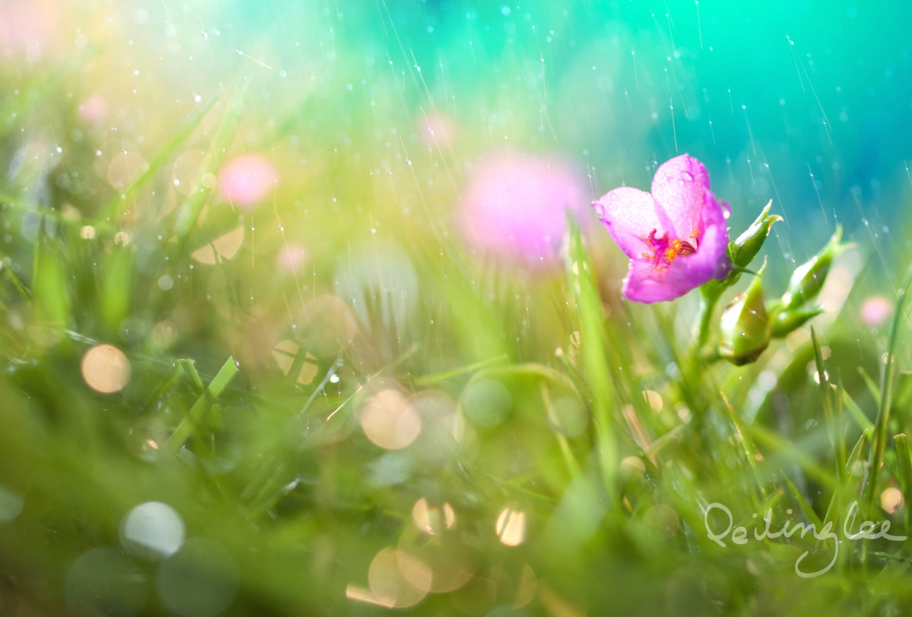 Serene Rain Blossom at 750 x 1334 iPhone 6 size wallpapers HD quality