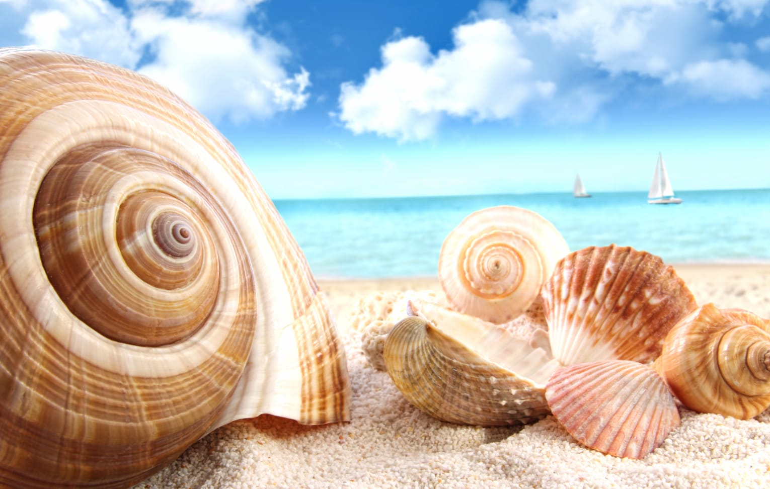 Serene Shells at the Beach wallpapers HD quality