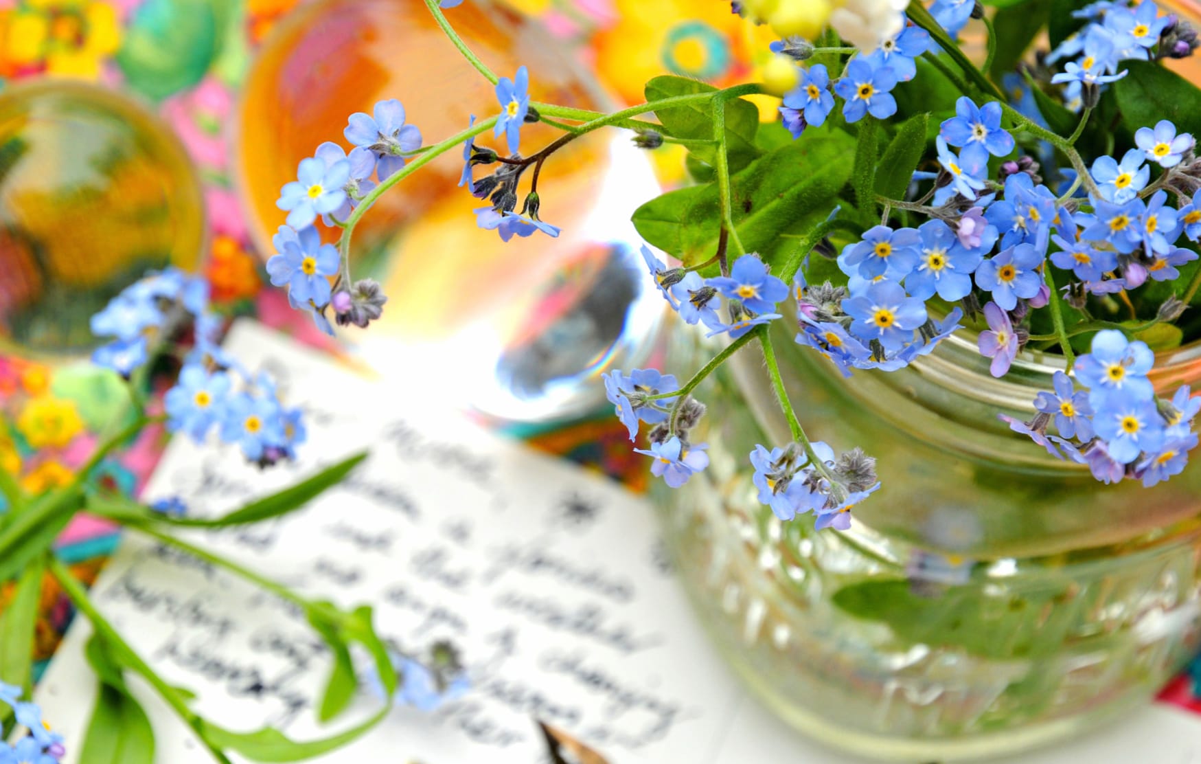 Serene Still Life of Blossoming Forget-Me-Nots wallpapers HD quality