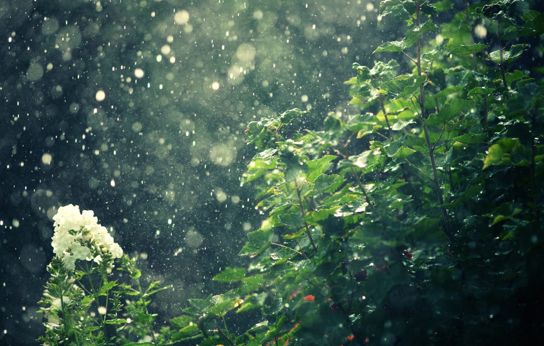 Serenity in Rain - Nature wallpapers HD quality