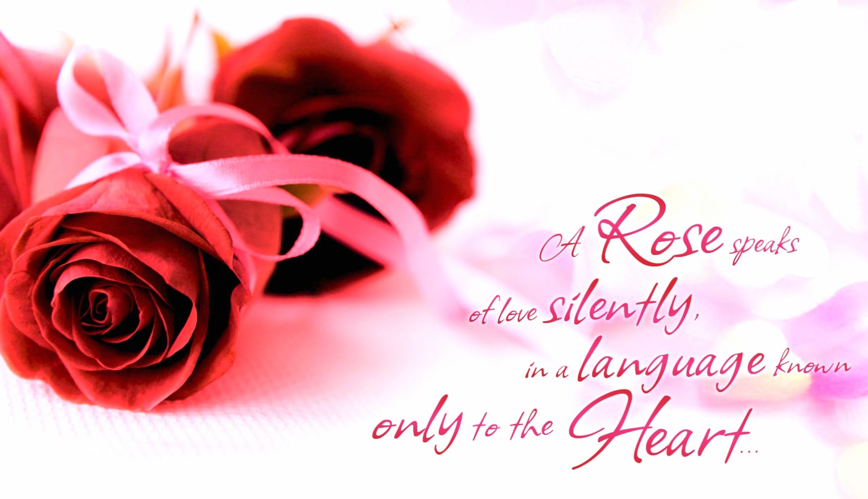 Silent Love Rose - at 1280 x 720 HD size wallpapers HD quality