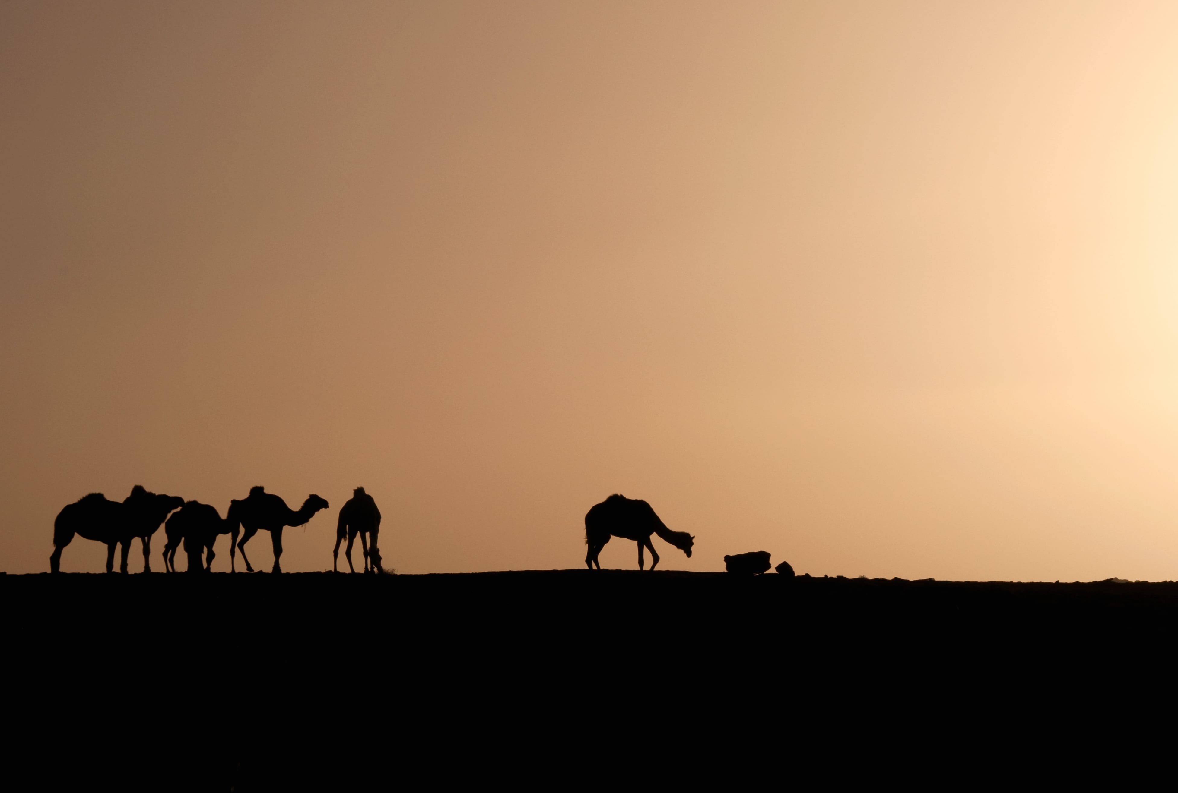 Silhouette Desert Sahara Sand Sunrise Africa Camel Algeria Photography Caravan wallpapers HD quality