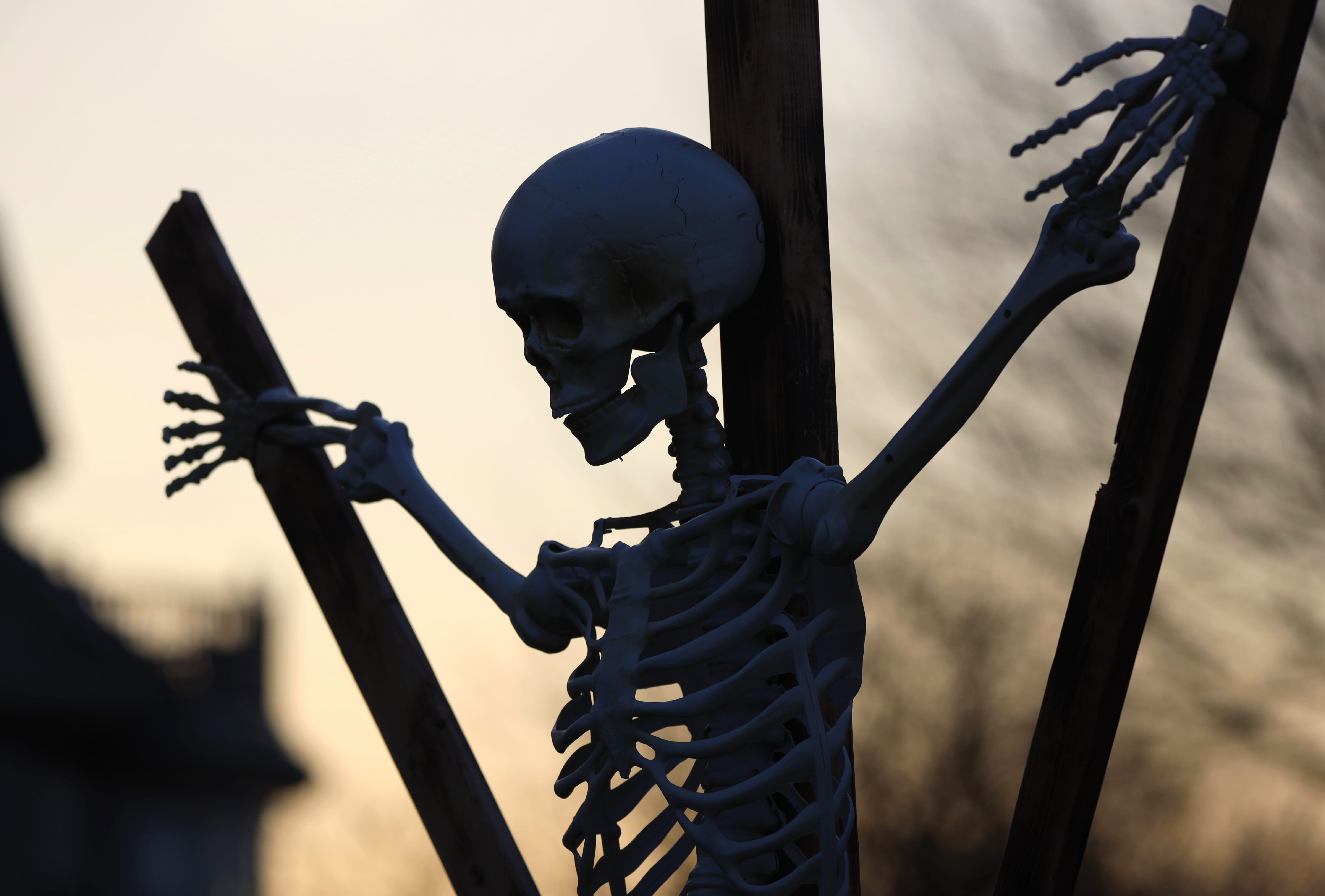 Skeleton Holiday Halloween wallpapers HD quality