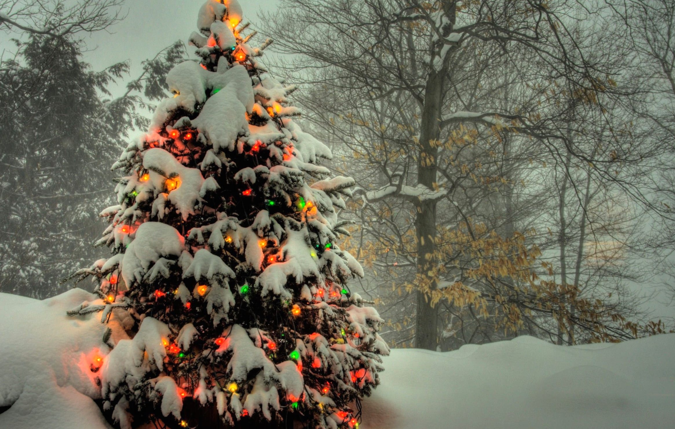 Snow Christmas Lights Christmas Tree Holiday Christmas at 1600 x 1200 size wallpapers HD quality