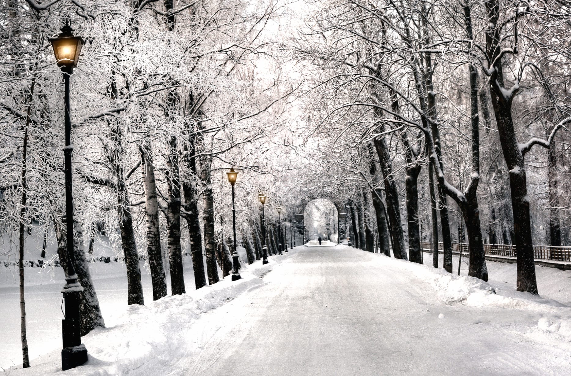 Snow Tree-lined Path Winter Photography Park wallpapers HD quality