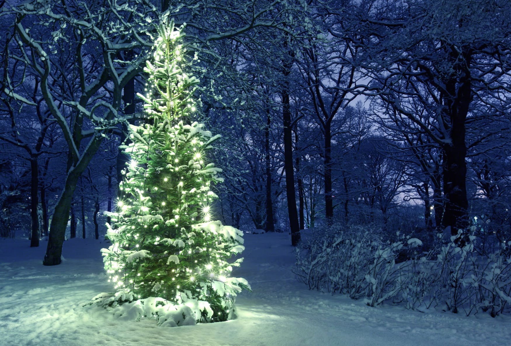 Snow Winter Christmas Tree Holiday Christmas wallpapers HD quality