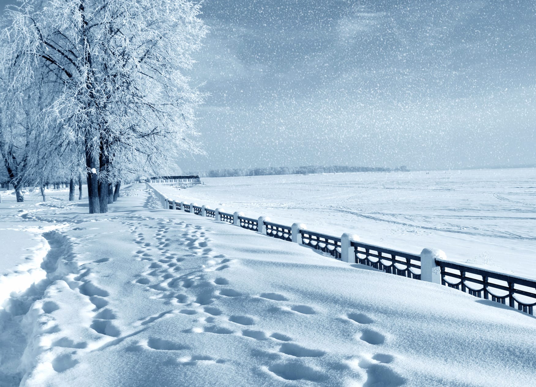 Snowfall Snow Landscape Tree Footprint Photography Winter at 320 x 480 iPhone size wallpapers HD quality