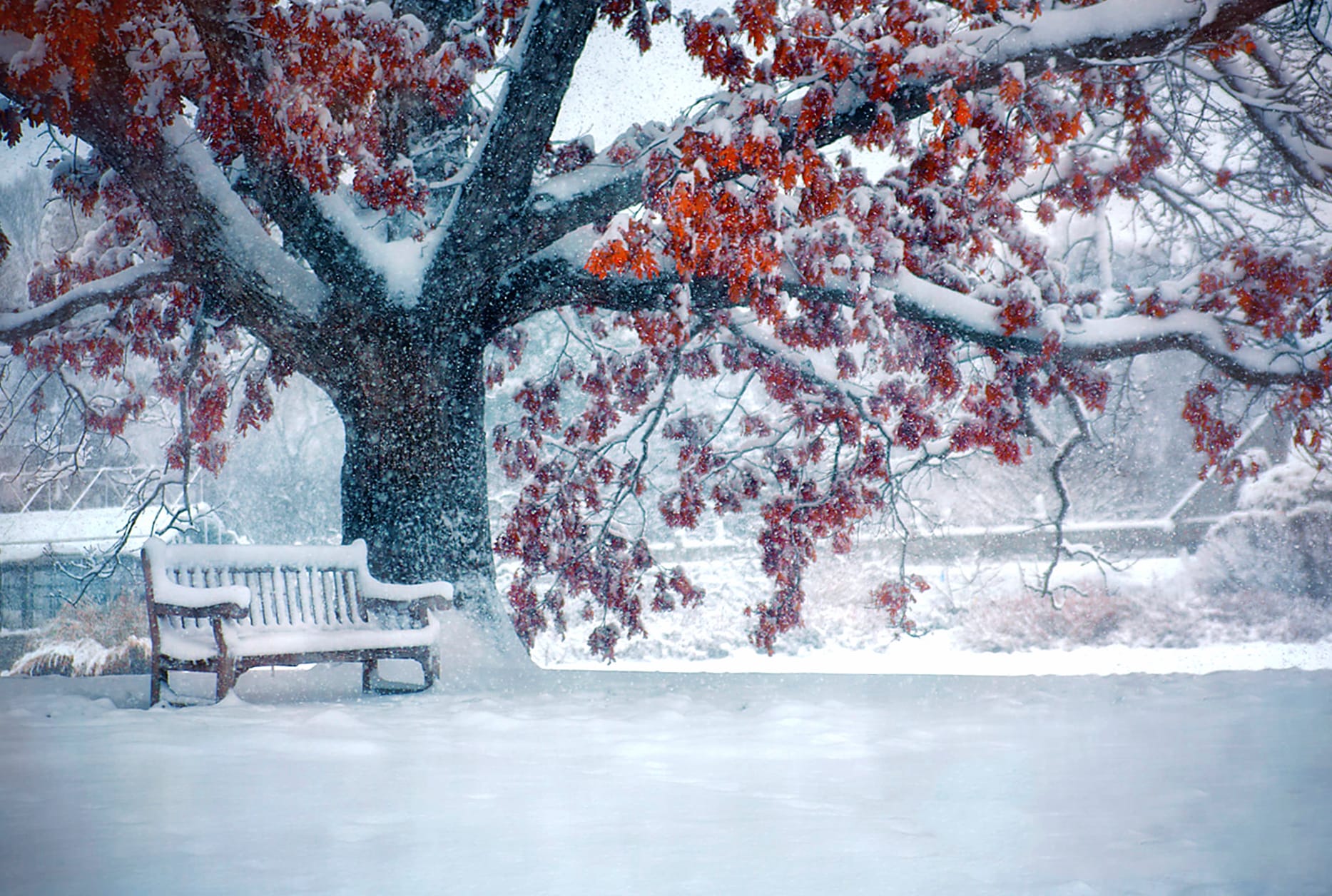 Snowfall Snow Tree Park Bench Earth Photography Winter wallpapers HD quality