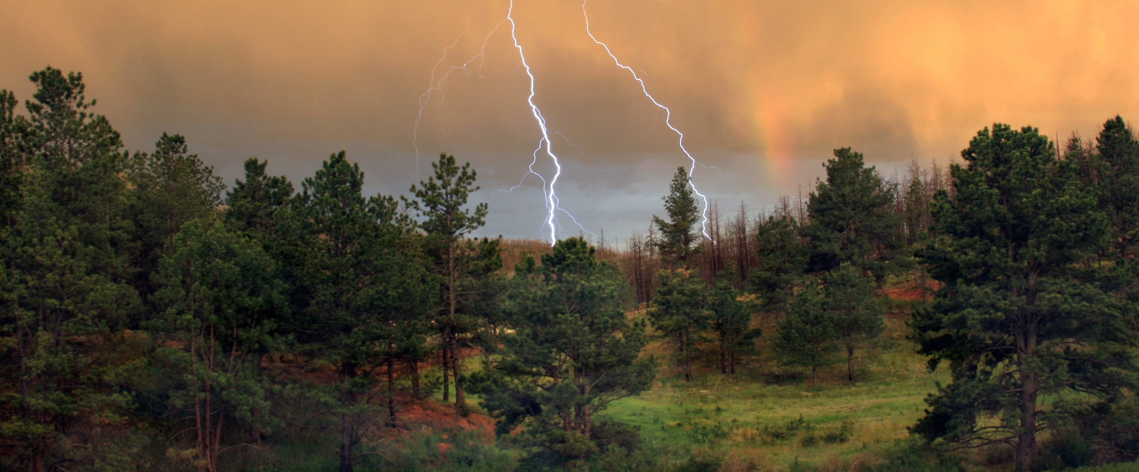 Stormy Serenity of Trees and Lightning at 1920 x 1080 HD size wallpapers HD quality