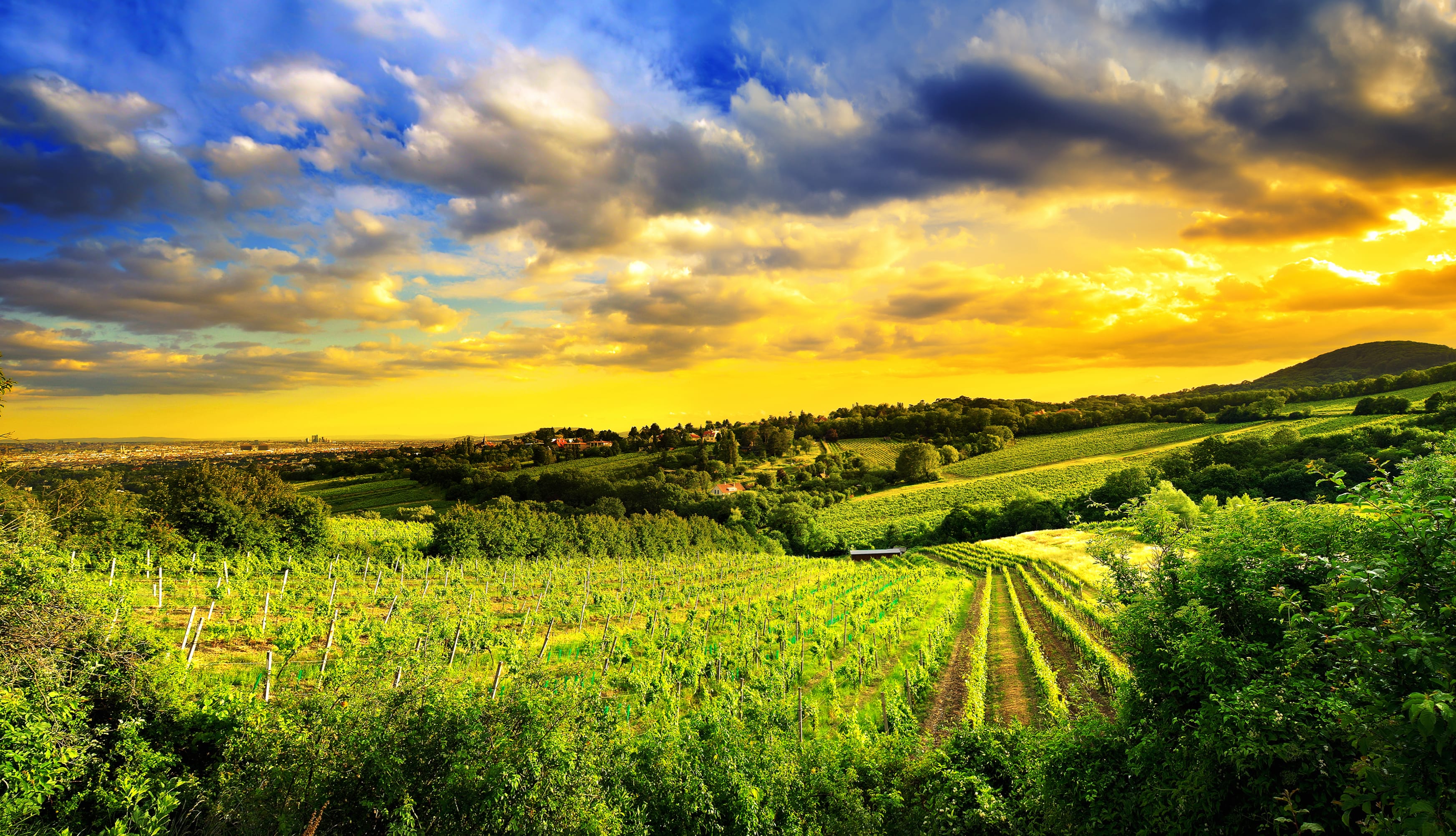 Stunning Austrian Vineyard Landscape wallpapers HD quality