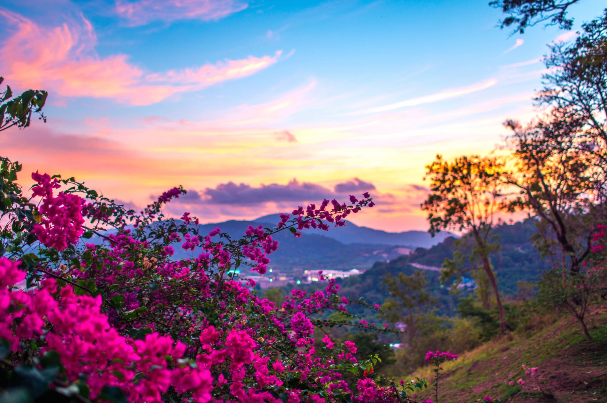 Stunning Landscape Vibrant Bougainvillea at Sunset at 640 x 960 iPhone 4 size wallpapers HD quality