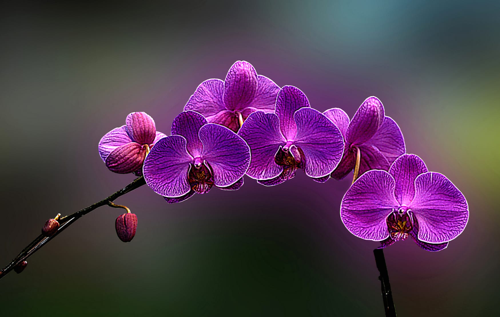 Stunning Orchid HDR A Vibrant wallpapers HD quality